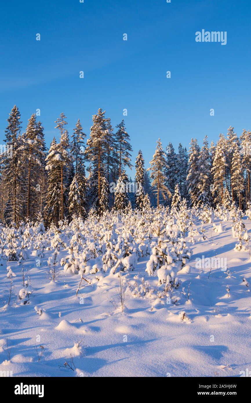In inverno il paesaggio della foresta con alberi innevati Foto Stock