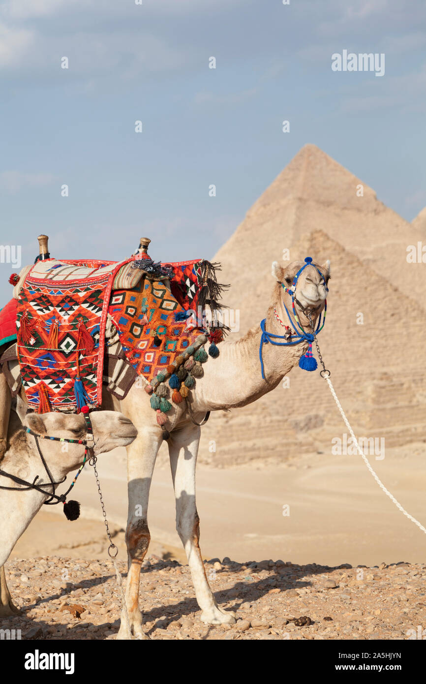 Egitto Giza, le grandi piramidi con i cammelli in primo piano. Foto Stock
