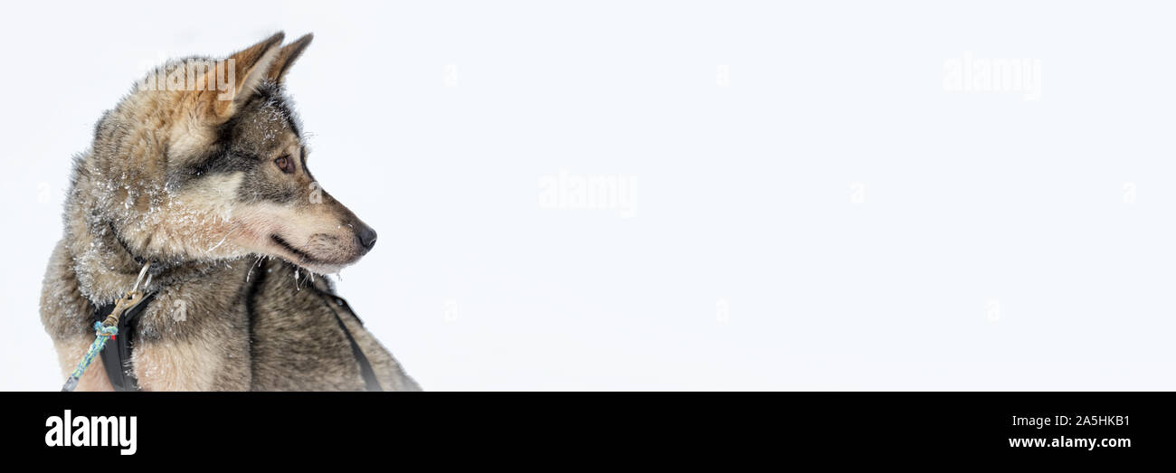 Cani Husky close-up, il lato verticale, sfondo panoramico con copia- spazio, Lapponia, Finlandia Foto Stock