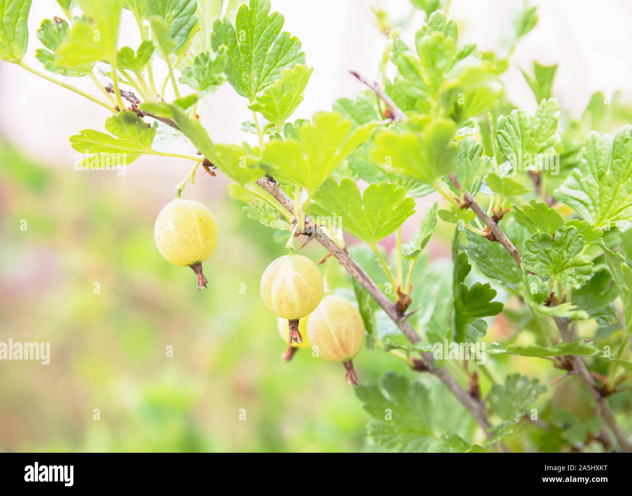 Ribes maturi crescono su un ramo. Uva Spina boccola illuminata dalla luce del sole Foto Stock