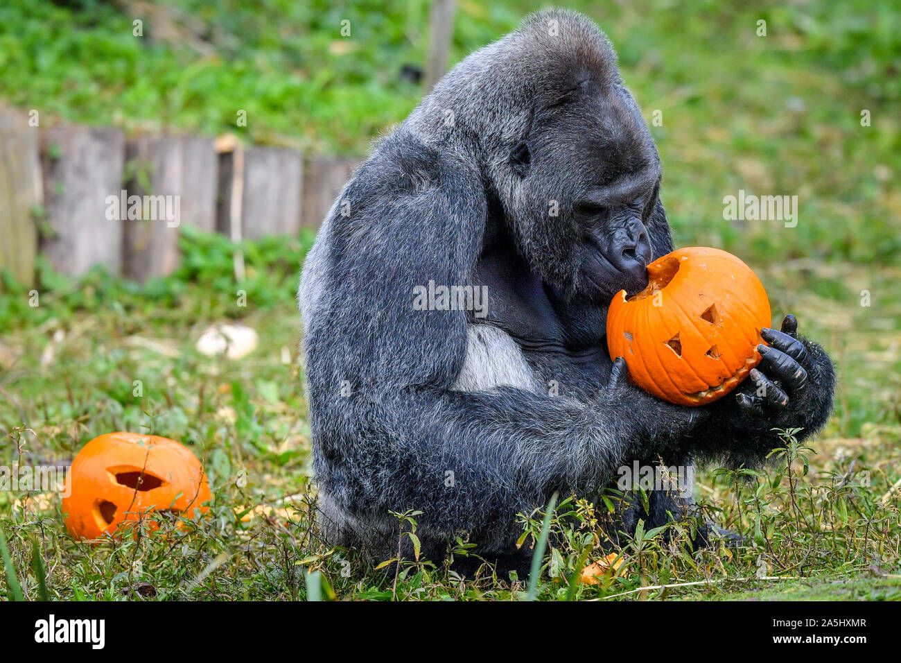Gorilla Silverback Jock si infila in una zucca scolpita a Bristol Zoo Gardens, Bristol, dove gli animali vengono fornite a tema Halloween considera riempito con il loro preferito di verdure fresche. Foto Stock