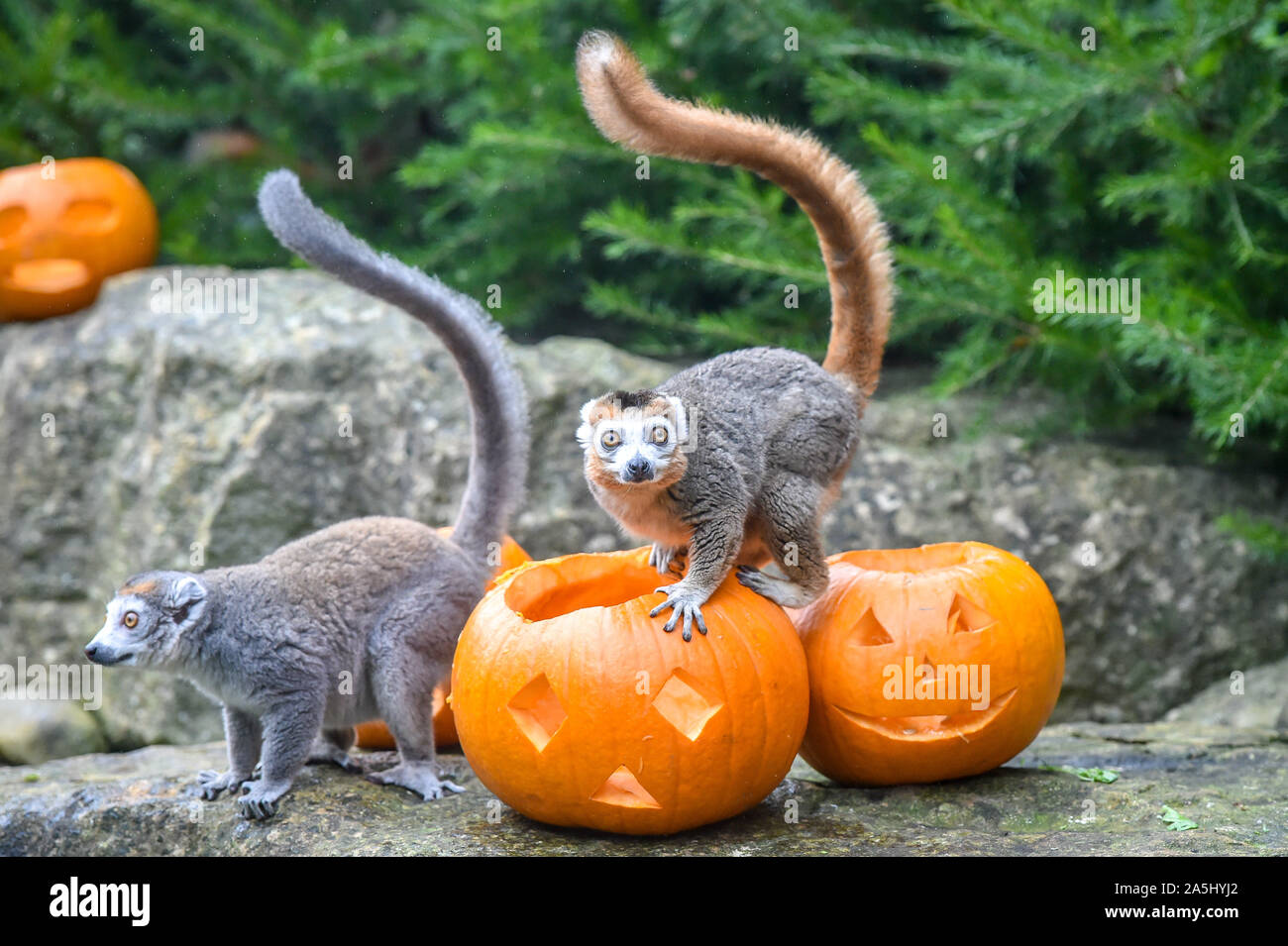 Incoronato lemuri sulla sommità di zucche scolpite a Bristol Zoo Gardens, Bristol, dove gli animali vengono fornite a tema Halloween considera riempito con il loro preferito di verdure fresche. Foto Stock