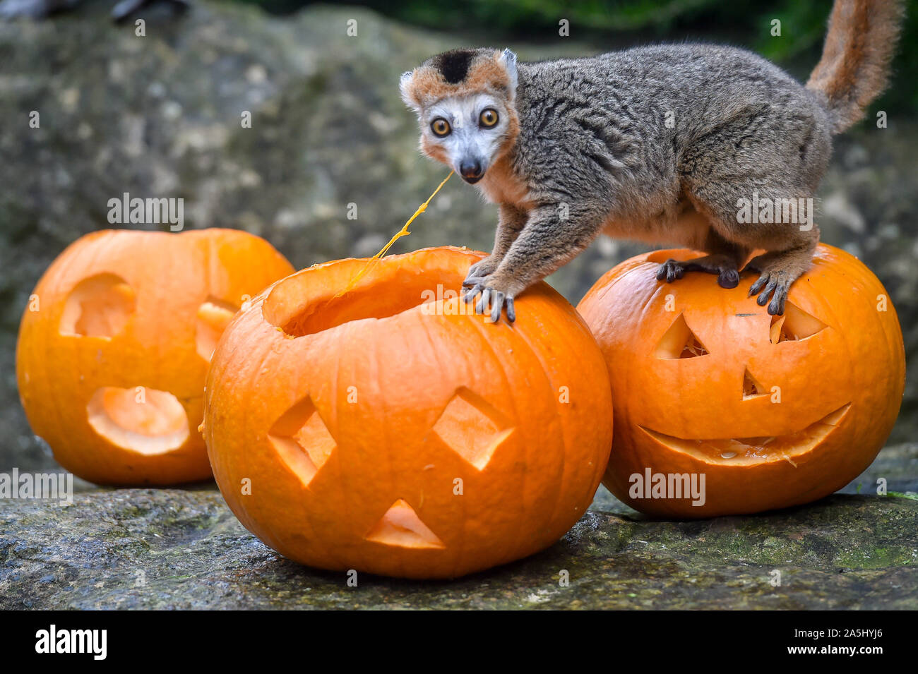Un lemure coronato nibbles incise alcune zucche a Bristol Zoo Gardens, Bristol, dove gli animali vengono fornite a tema Halloween considera riempito con il loro preferito di verdure fresche. Foto Stock