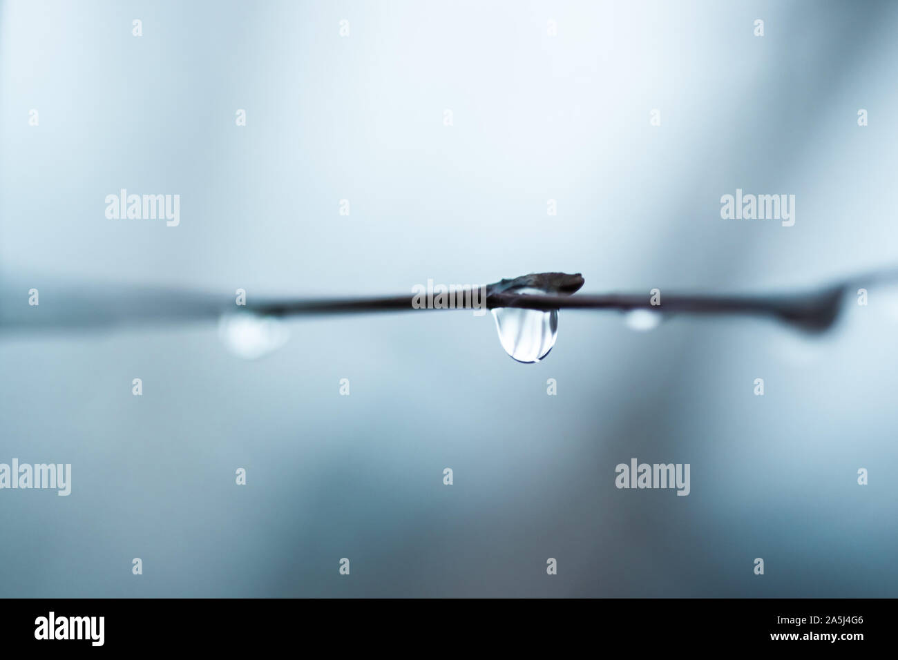 Goccia di acqua sul ramo sottile, macro shot nella nebbia Foto Stock