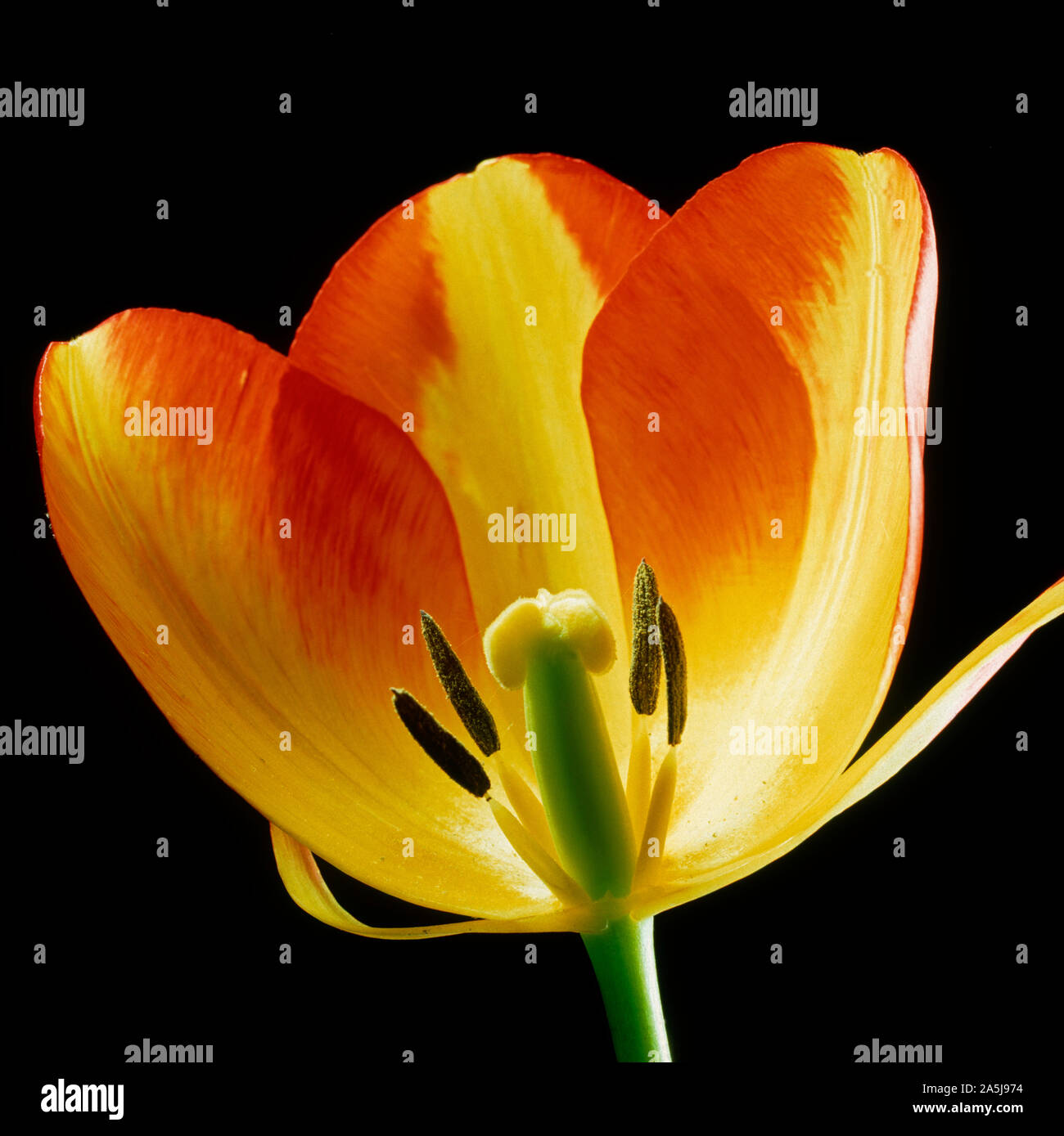 Una sezione di un tulipano fiore che mostra la sua struttura, rosso arancio tepals, antere, stami, stile, lo stigma e delle ovaie Foto Stock