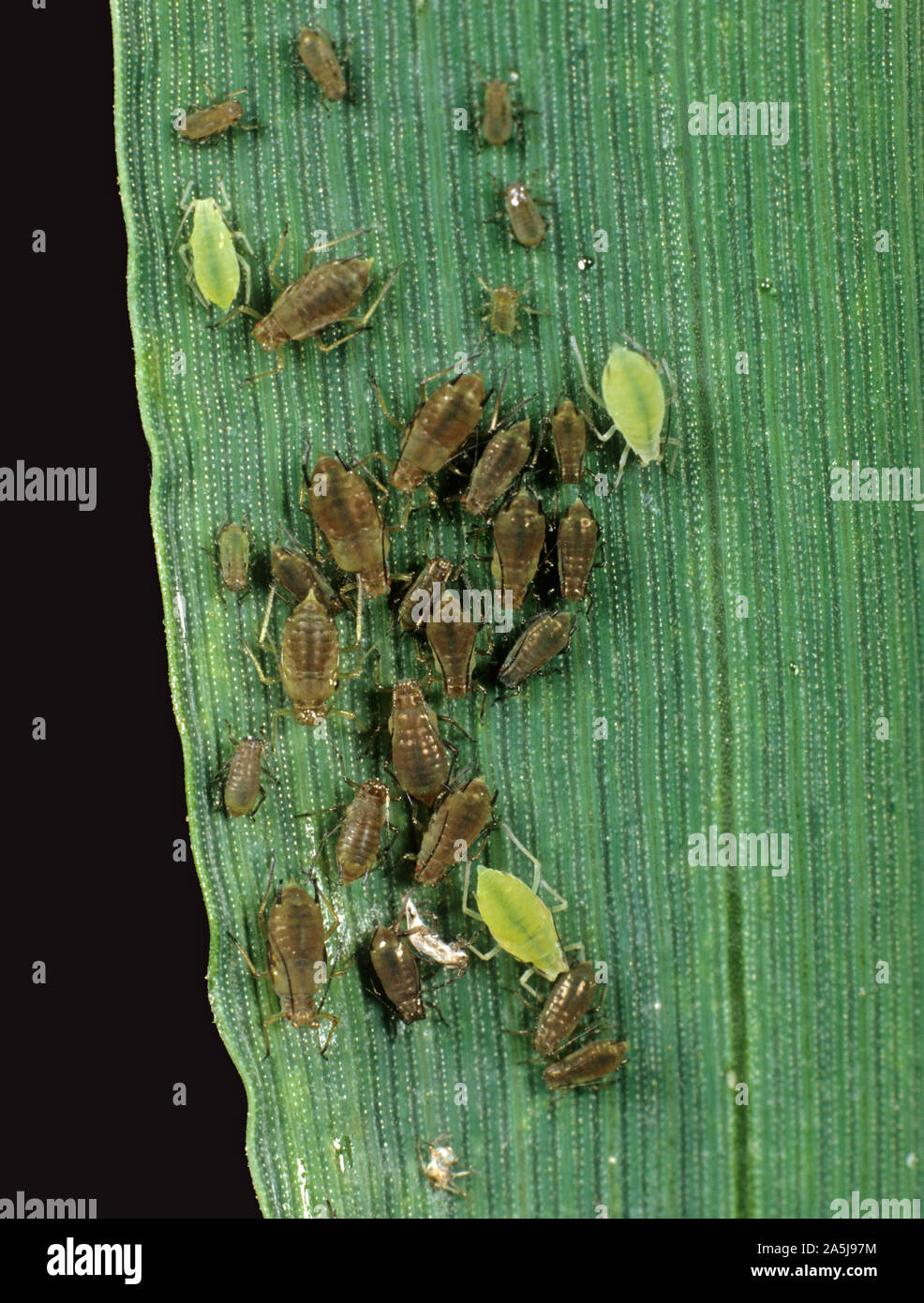 Colonia di apide di grano bruno (Sitobion avenae) con apide di grano di rosa verde (Metopolophium dirhodum) su una foglia di grano Foto Stock