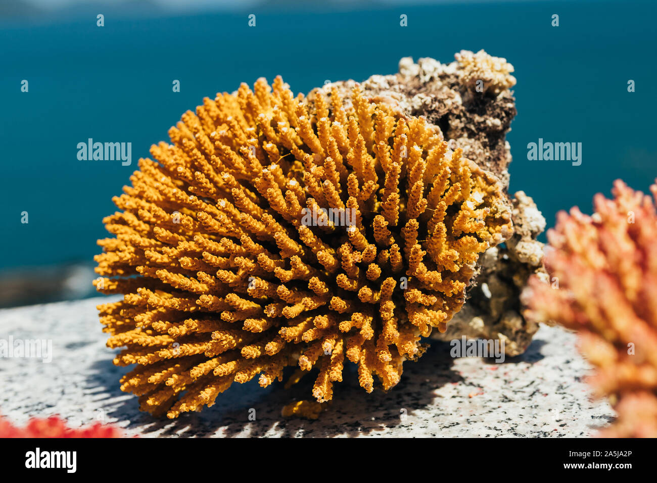 La vendita di piccoli blocchi di corallo, bella texture, meraviglioso colore, morto coralli, Foto Stock