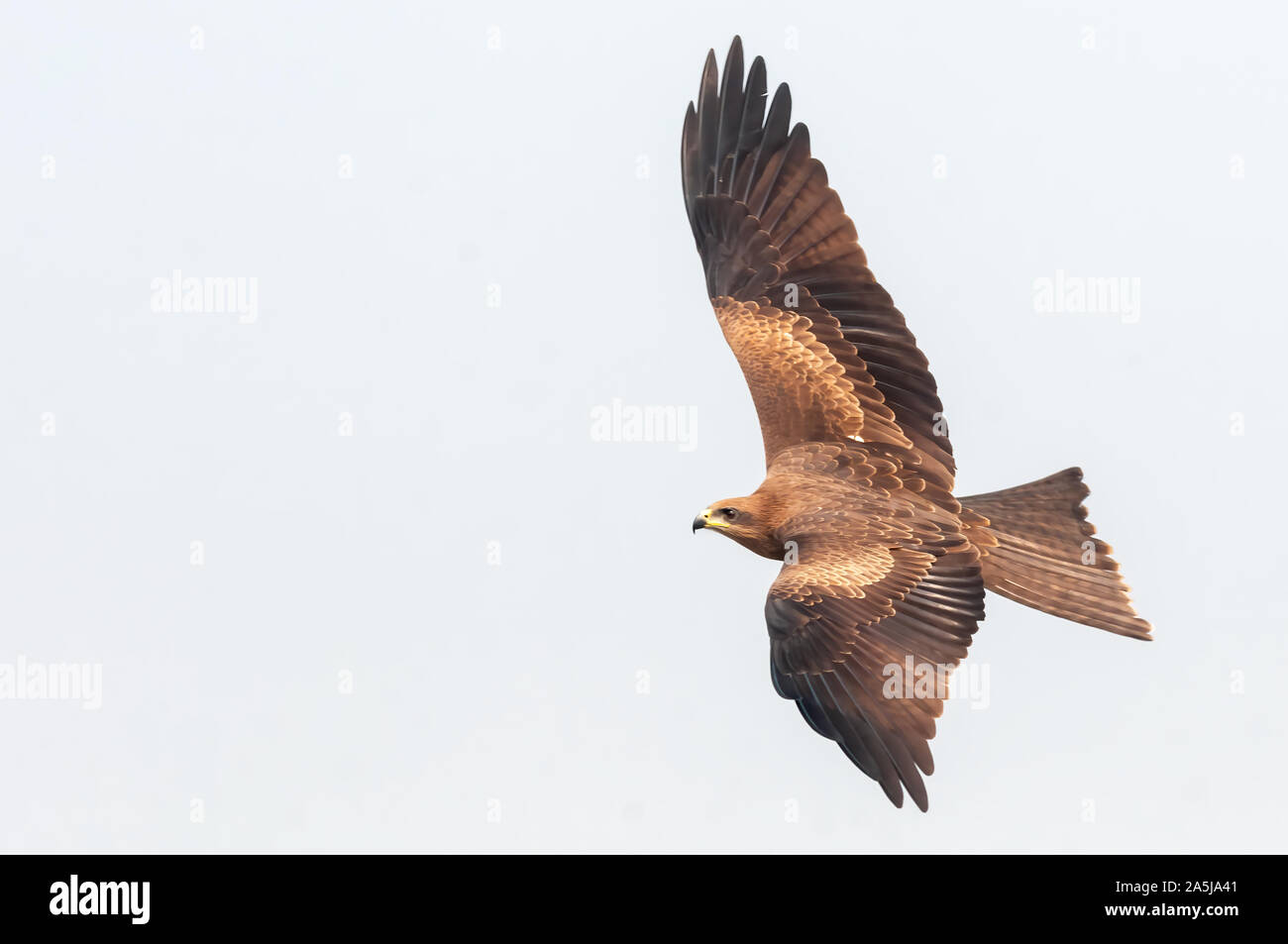 Nibbio volare nel cielo con la libertà Foto Stock