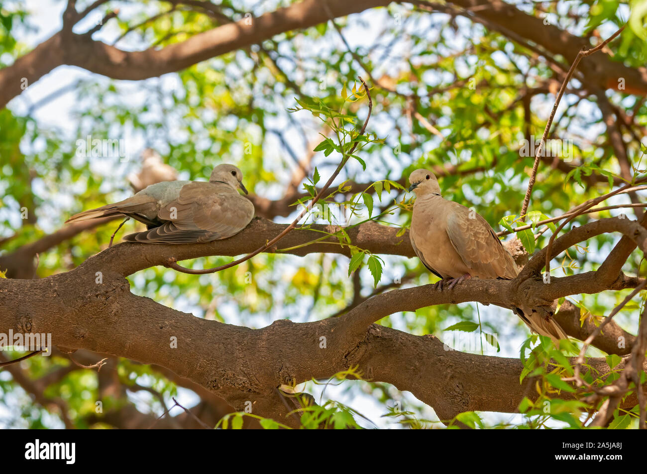 Un paio di ridere colomba seduto su una struttura ad albero Foto Stock