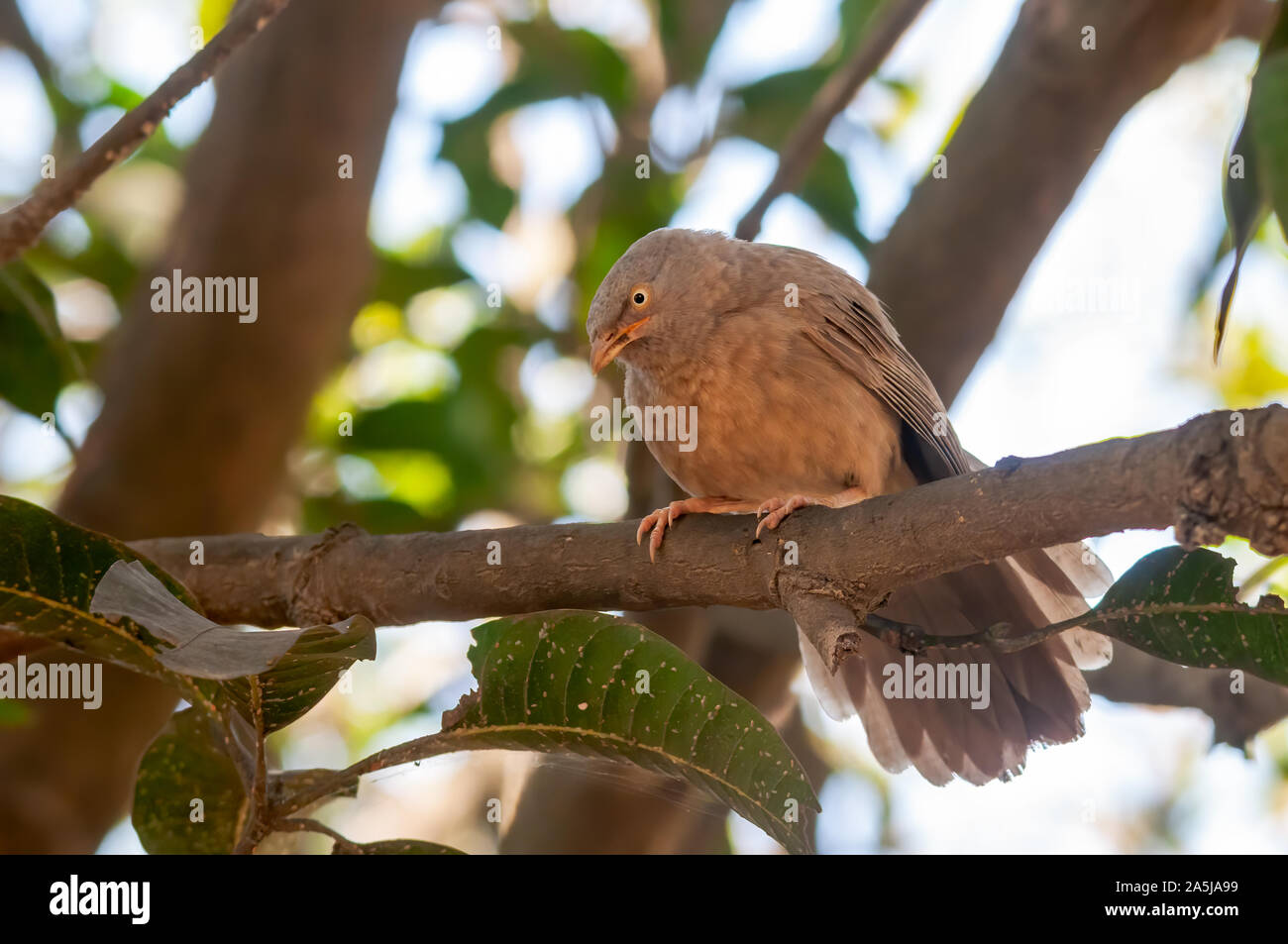 Jungle babbler seduto su un ramo di albero cercando gravi Foto Stock