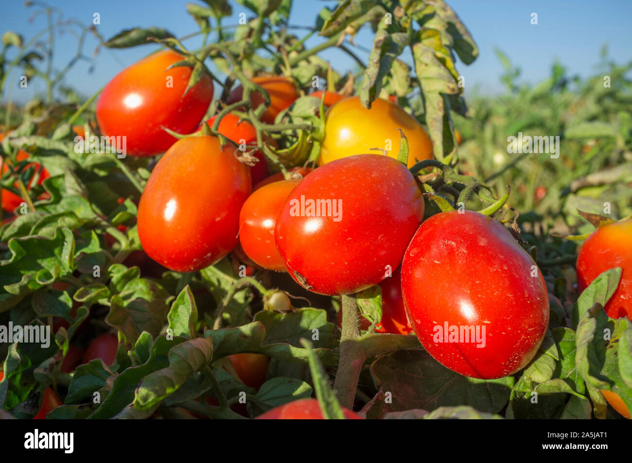 Pianta di pomodoro piena di bei frutti maturi a farm locale, primo piano. Vegas Bajas del Guadiana, Spagna Foto Stock