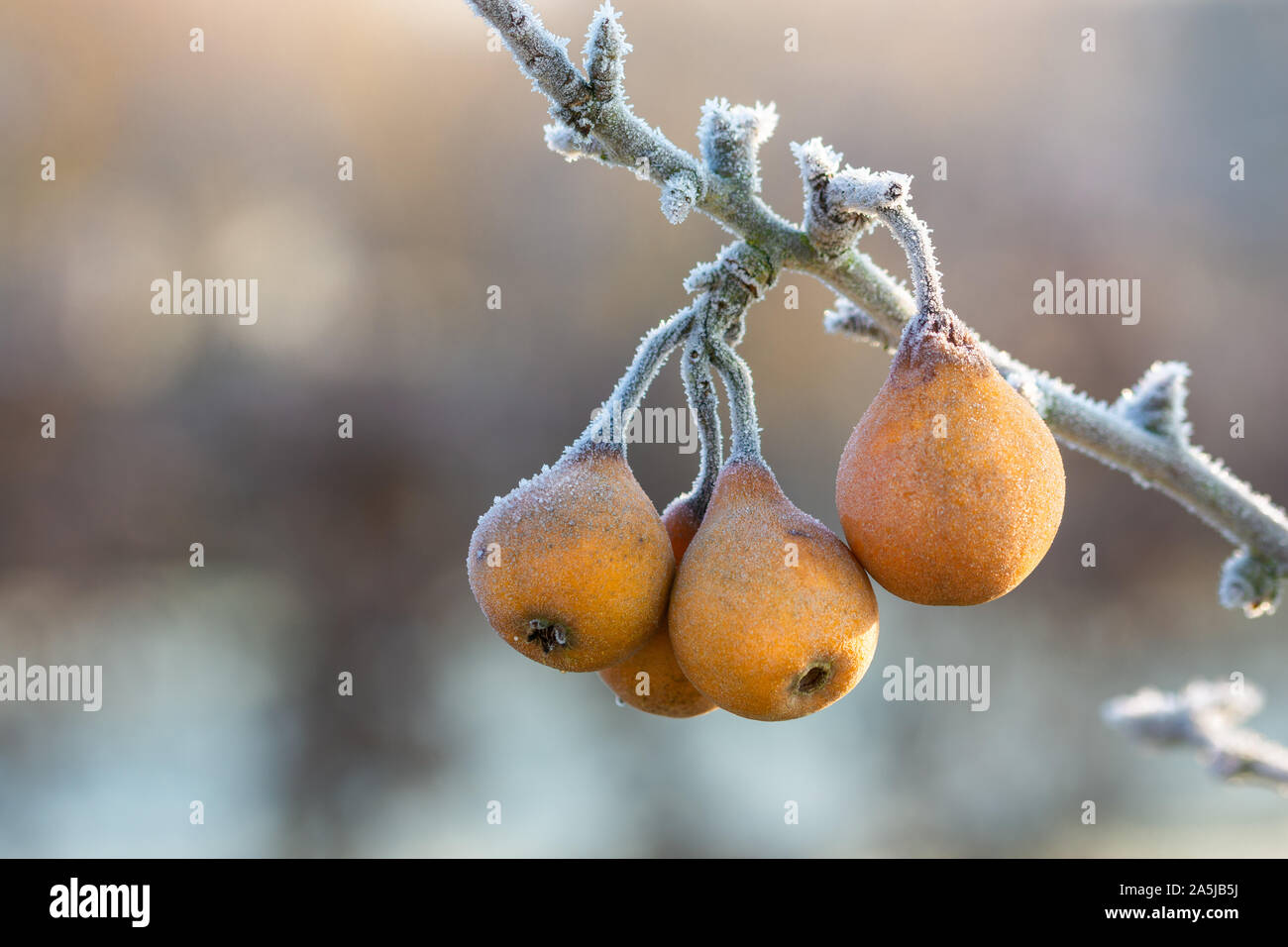 Pera Pyrus Gieser Wildeman Foto Stock