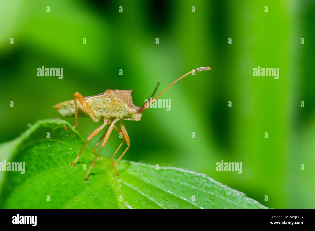 Bug su una foglia in habitat verde Foto Stock