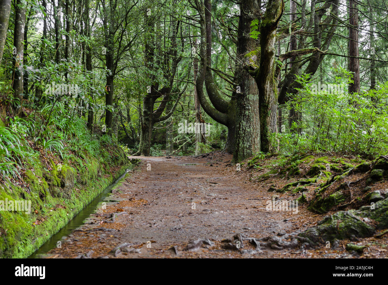 Vista la natura circostante Caldeirao " Verde " sentiero a Santana, isola di Madeira, Portogallo Foto Stock