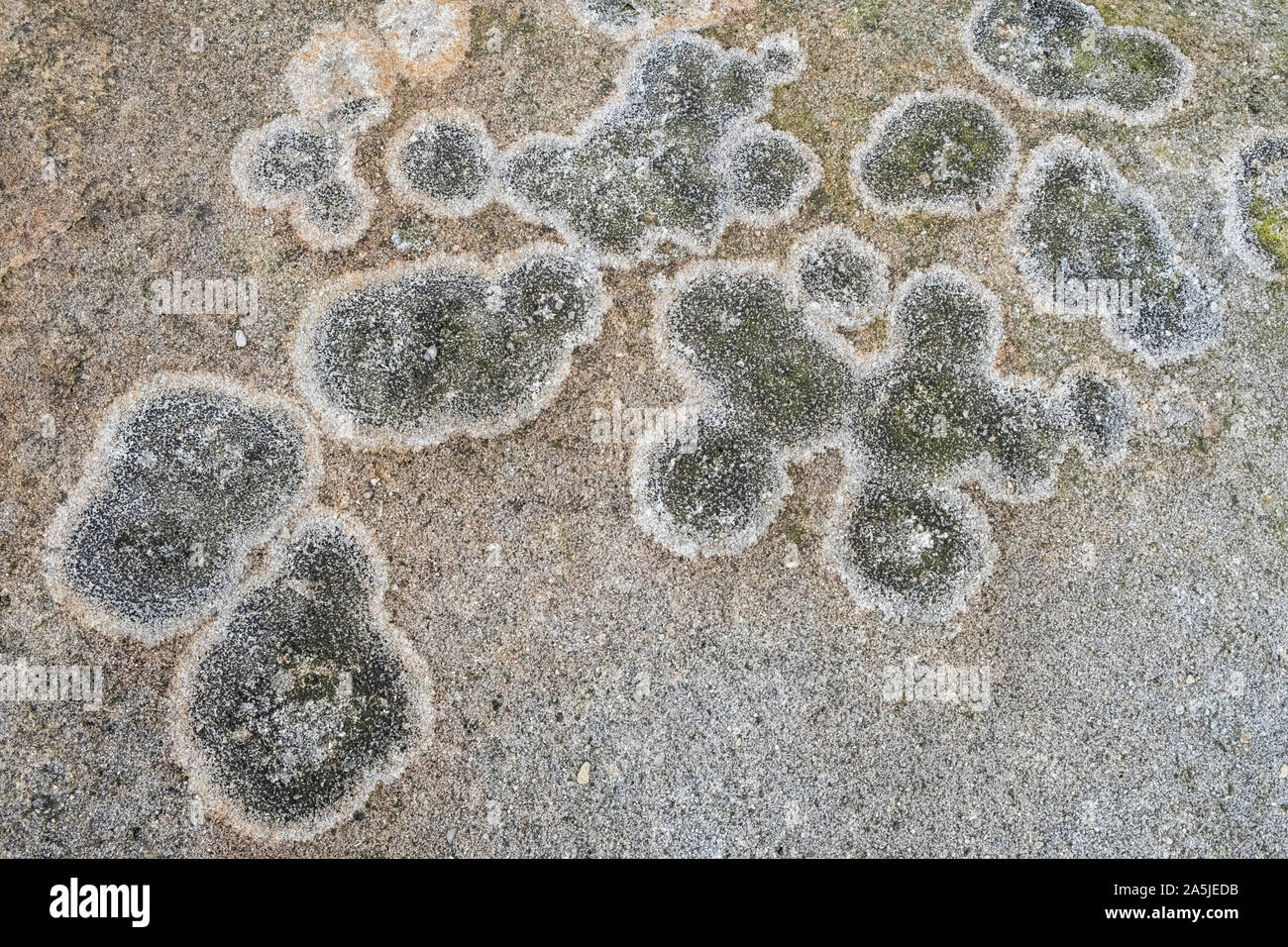 Il Lichen su gritstone, Kinder Scout, Derbyshire, Parco Nazionale di Peak District, England, Regno Unito Foto Stock