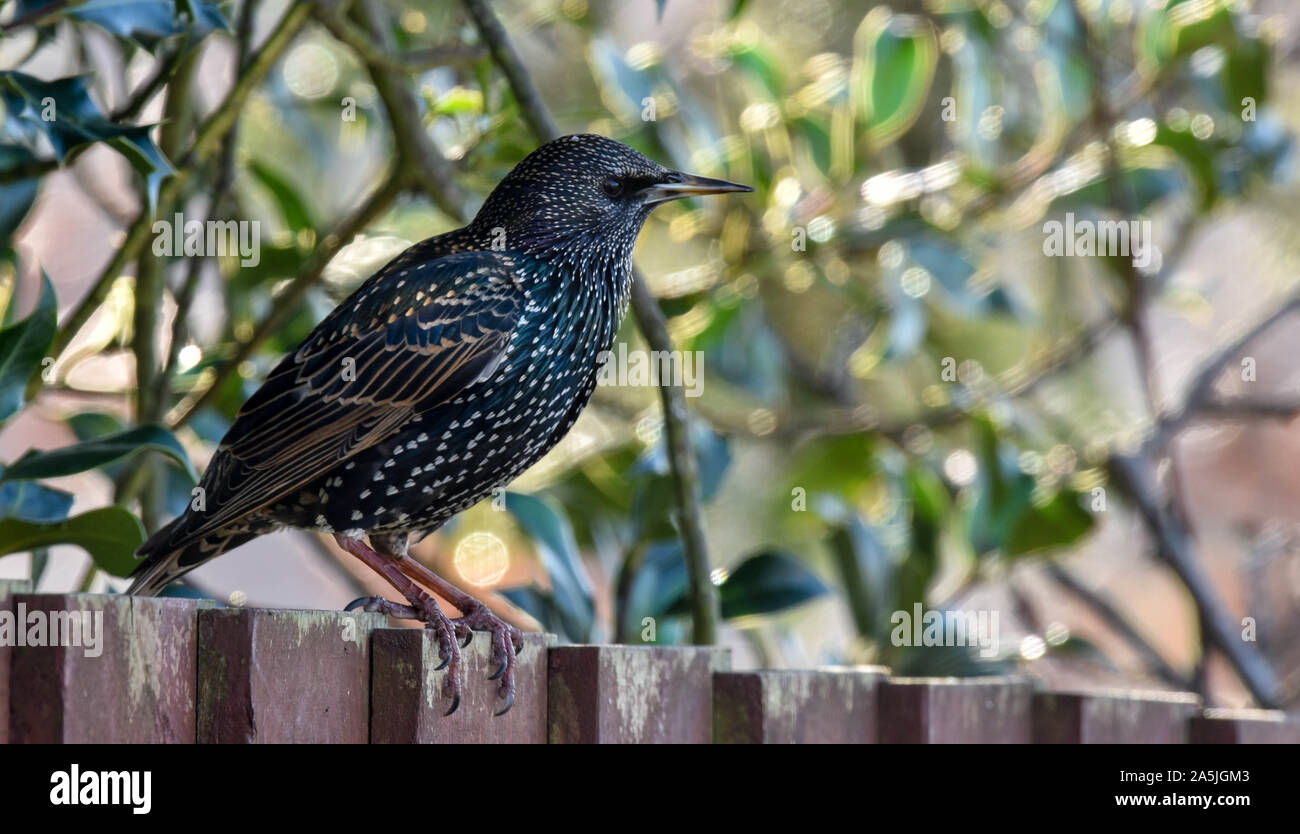 Unico starling seduto su una recinzione Foto Stock