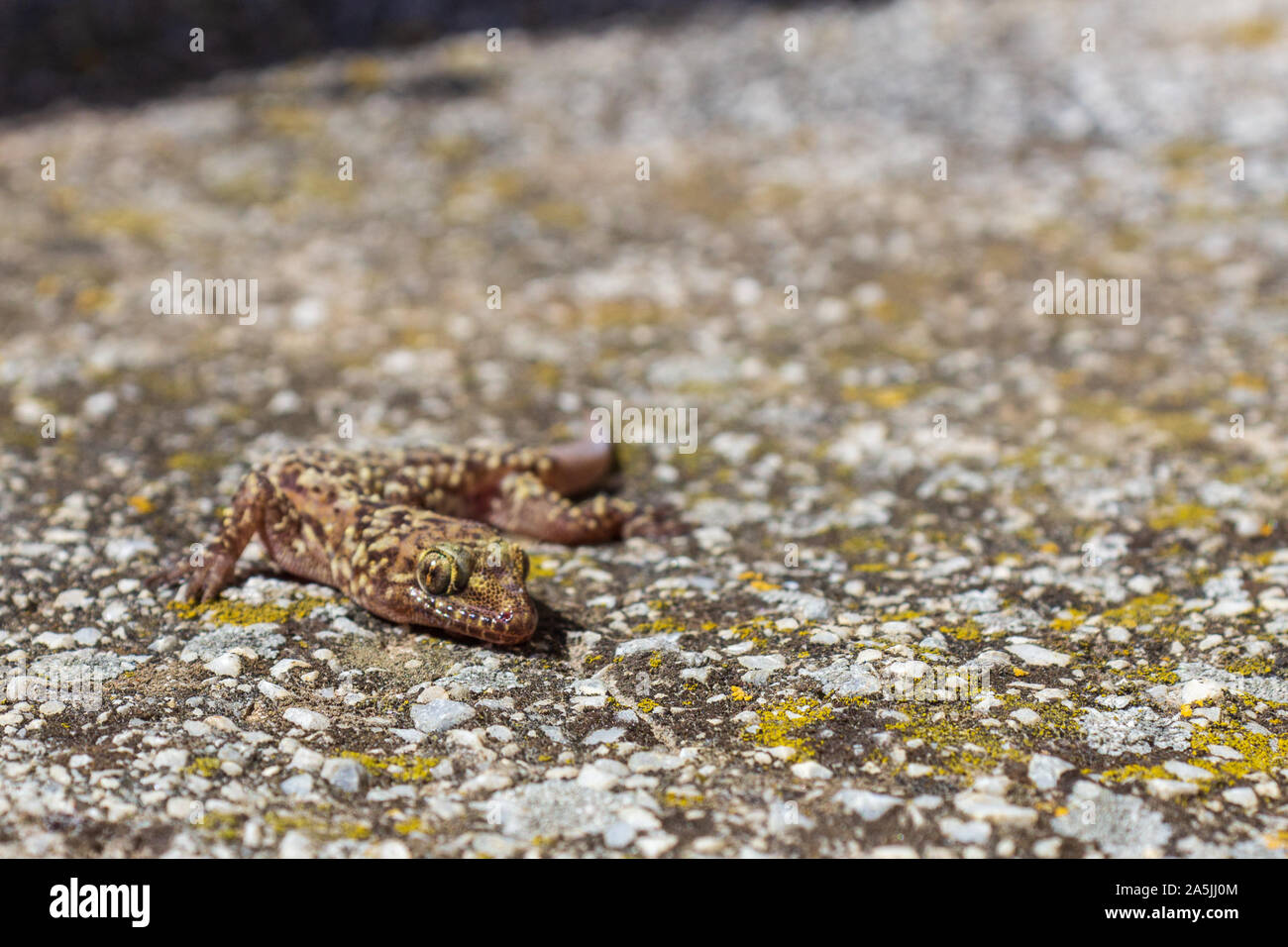 Hemidactylus turcicus, Mediterranean house gecko per prendere il sole Foto Stock