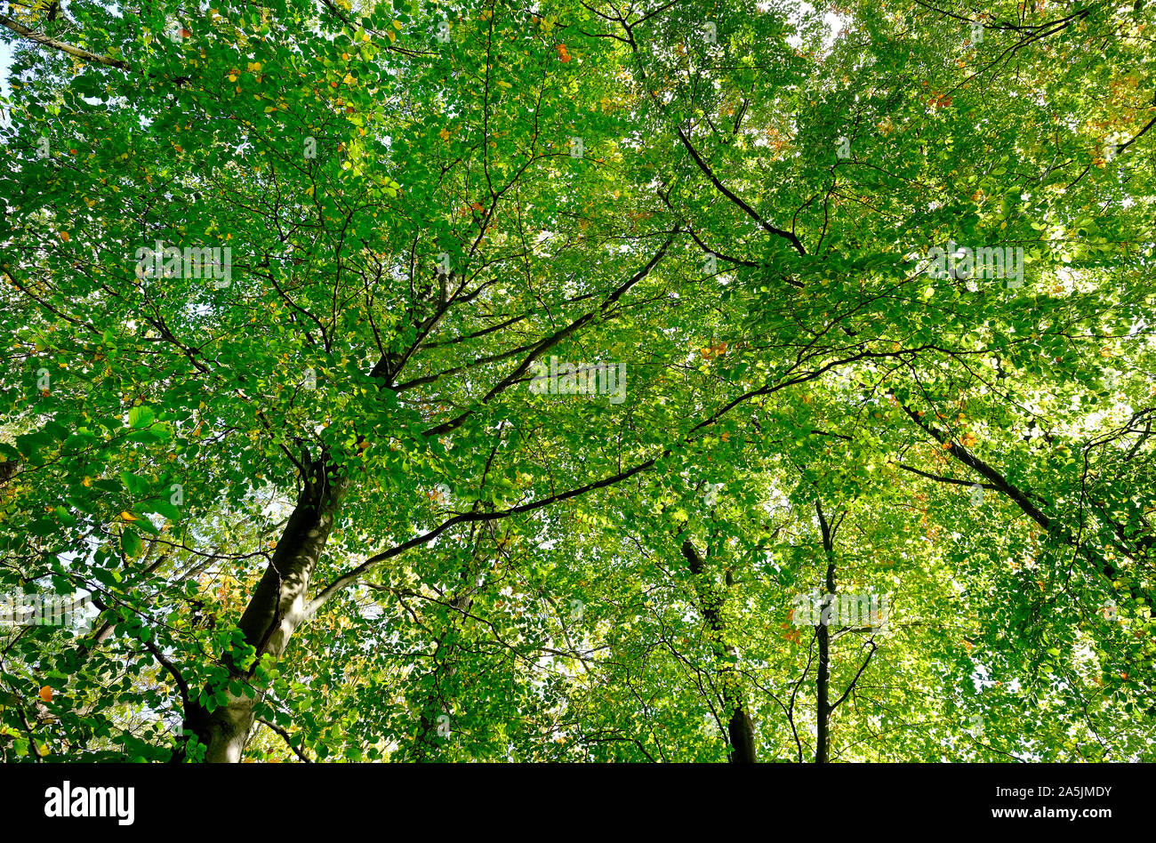Foglie verdi sul bosco di faggi, marsham legno, Norfolk, Inghilterra Foto Stock