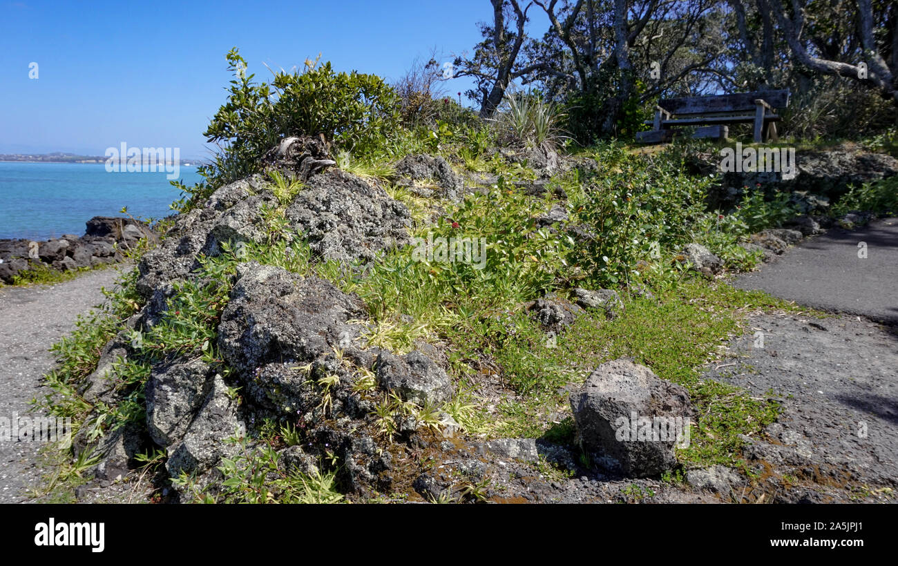 Rangitoto Island (Riserva Paesaggistica) vicino Auckland in Nuova Zelanda Foto Stock