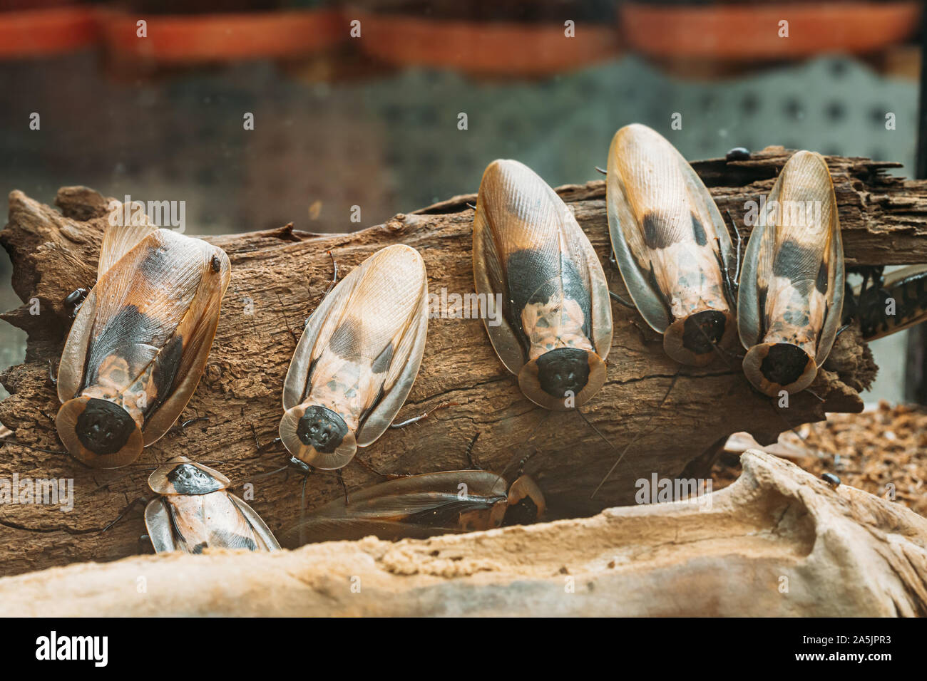 La vera morte la testa o scarafaggio Blaberus Craniifer è uno scarafaggio, simile a discoidale di scarafaggio. Foto Stock