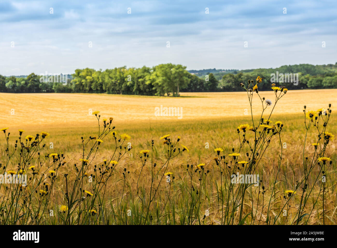 Vista dal North Downs nel Kent vicino Hollingbourne affacciato su campi di orzo. Profondità di campo Foto Stock