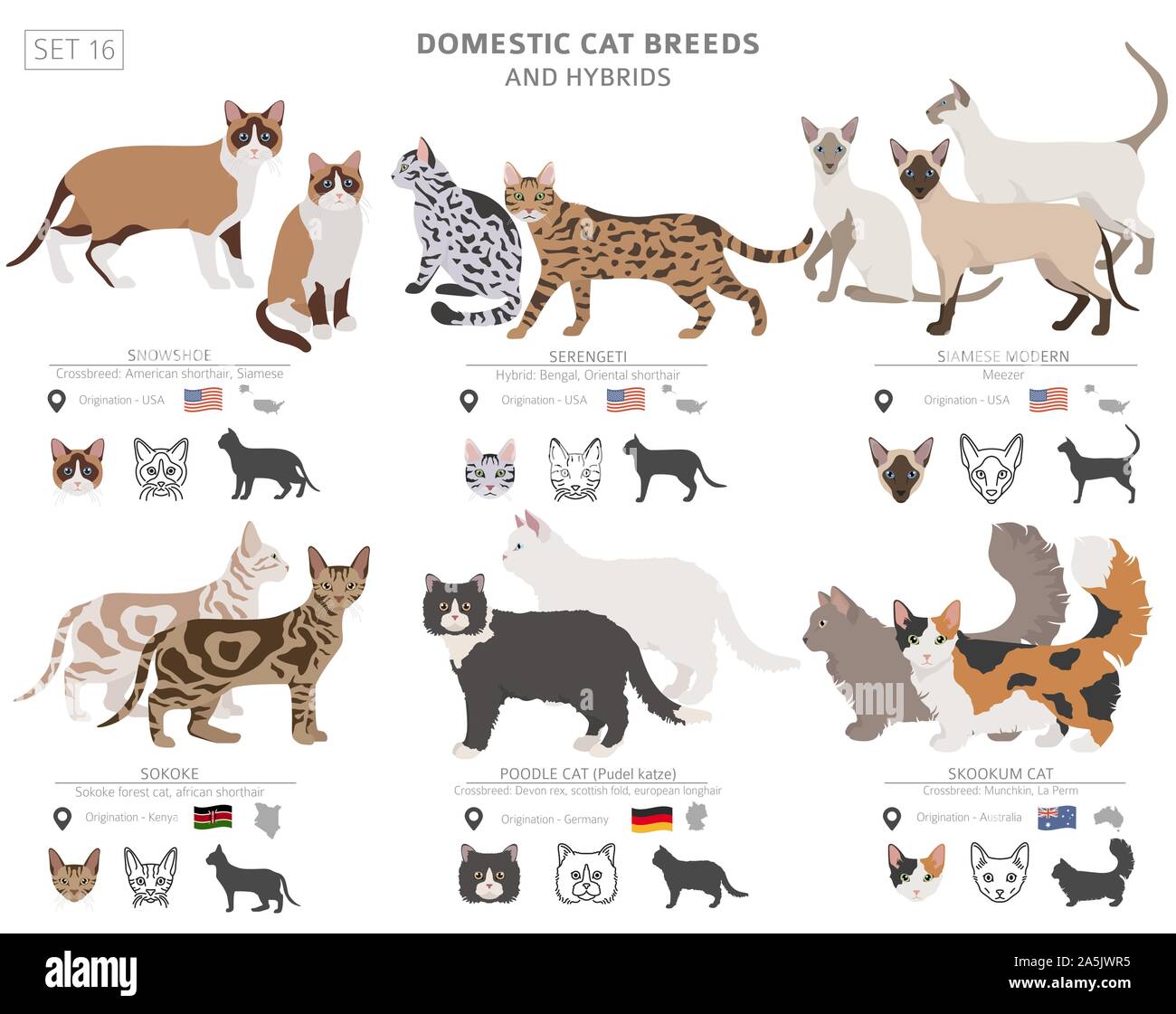 Il gatto domestico razze e ibridi di isolato di raccolta su bianco. Uno stile piatto set. Colore diverso e il paese di origine. Illustrazione Vettoriale Illustrazione Vettoriale