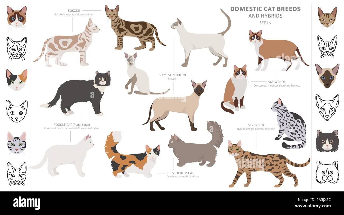 Il gatto domestico razze e ibridi di isolato di raccolta su bianco. Uno stile piatto set. Colore diverso e il paese di origine. Illustrazione Vettoriale Illustrazione Vettoriale