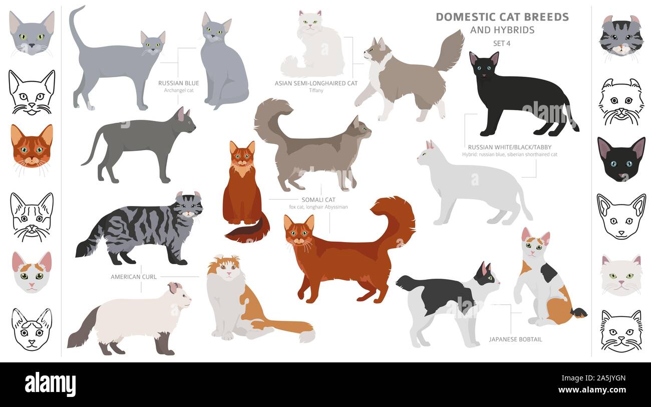 Il gatto domestico razze e ibridi di isolato di raccolta su bianco. Uno stile piatto set. Colore diverso e il paese di origine. Illustrazione Vettoriale Illustrazione Vettoriale