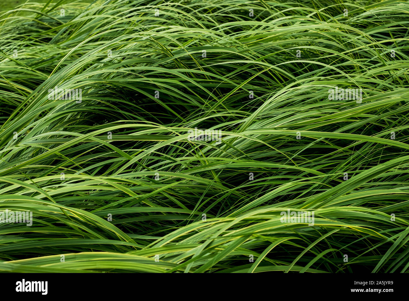 Close up di lussureggiante verde erba. Foto Stock