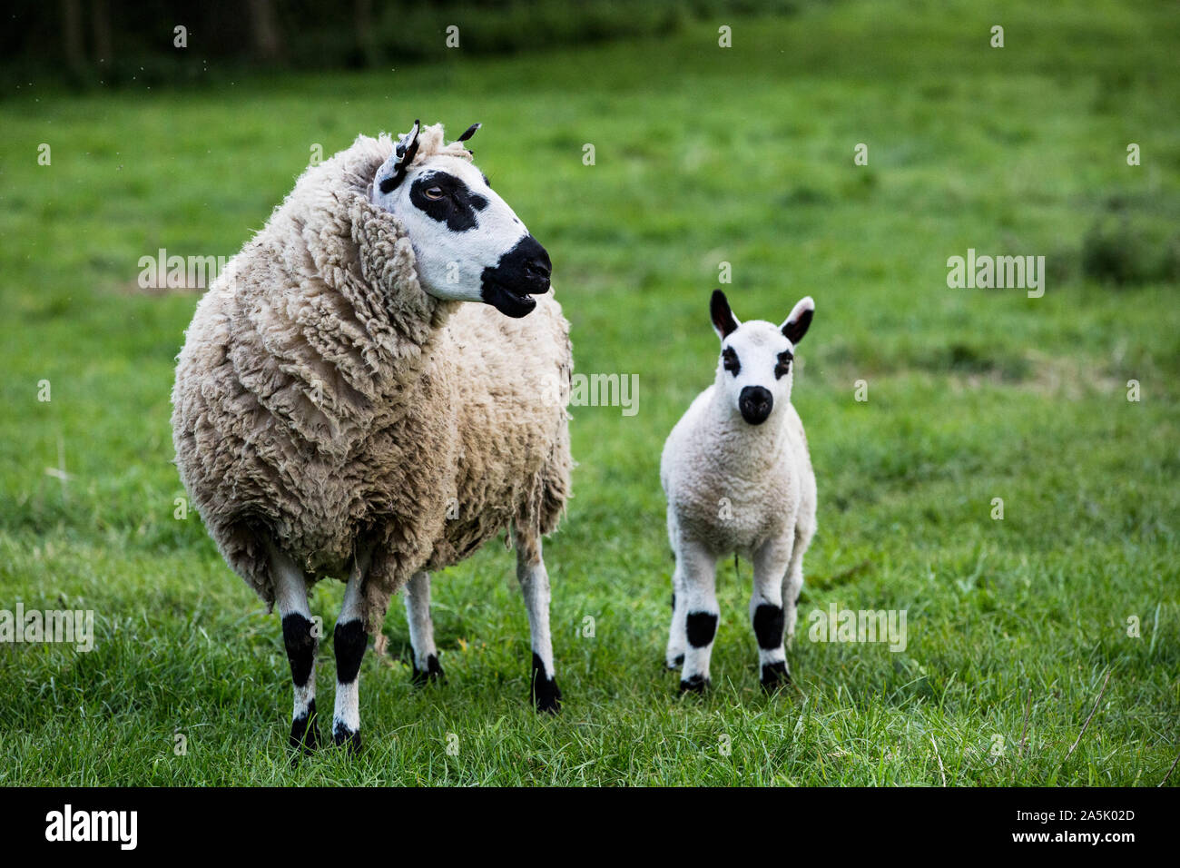 Kerry Hill ovini e l'agnello su un pascolo su una farm. Foto Stock