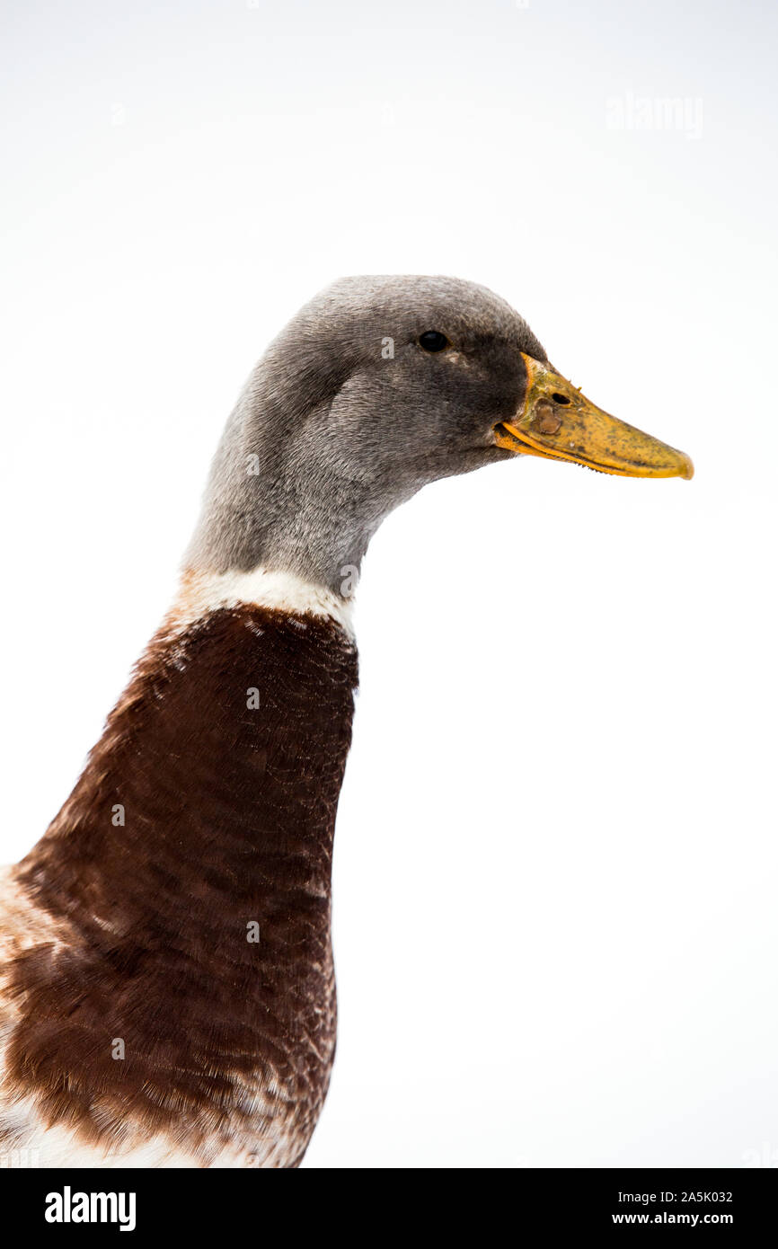 Close up di anatra marrone con testa grigia su sfondo bianco. Foto Stock