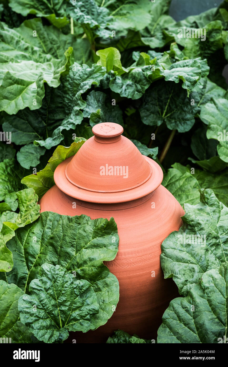 Angolo alto chiusura del vaso in terracotta, rabarbaro forzatore in un letto di verdure. Foto Stock