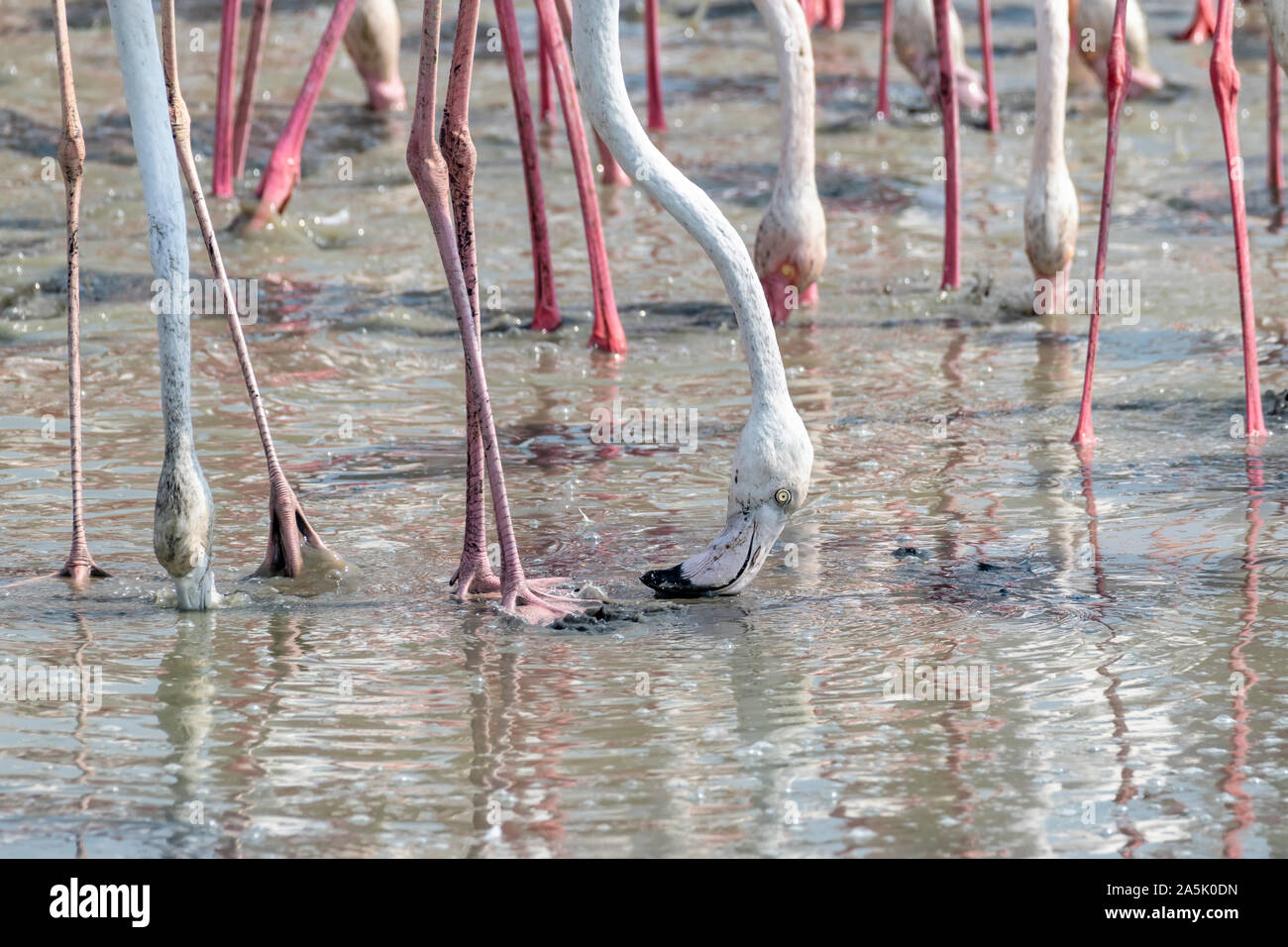 I grandi Flamingoes che mangiano nelle zone umide, Foto Stock