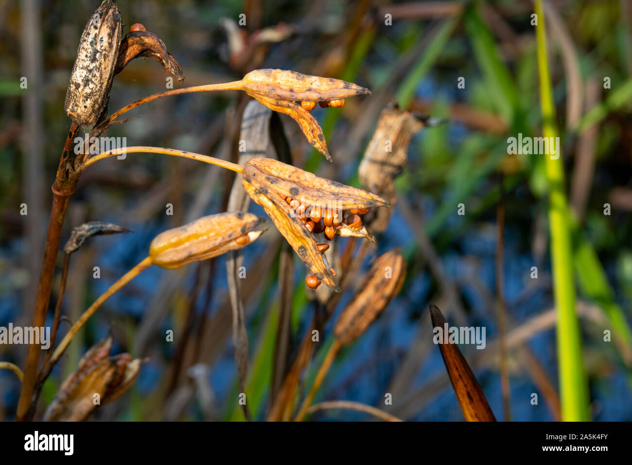 Testa di seme di bandiera iris aperto di scoppio Foto Stock