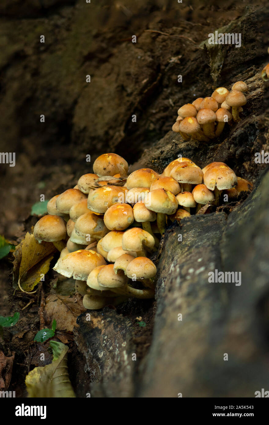 Ciuffo di zolfo di funghi (Hypholoma fasciculare) su un tronco, Paesi Bassi Foto Stock