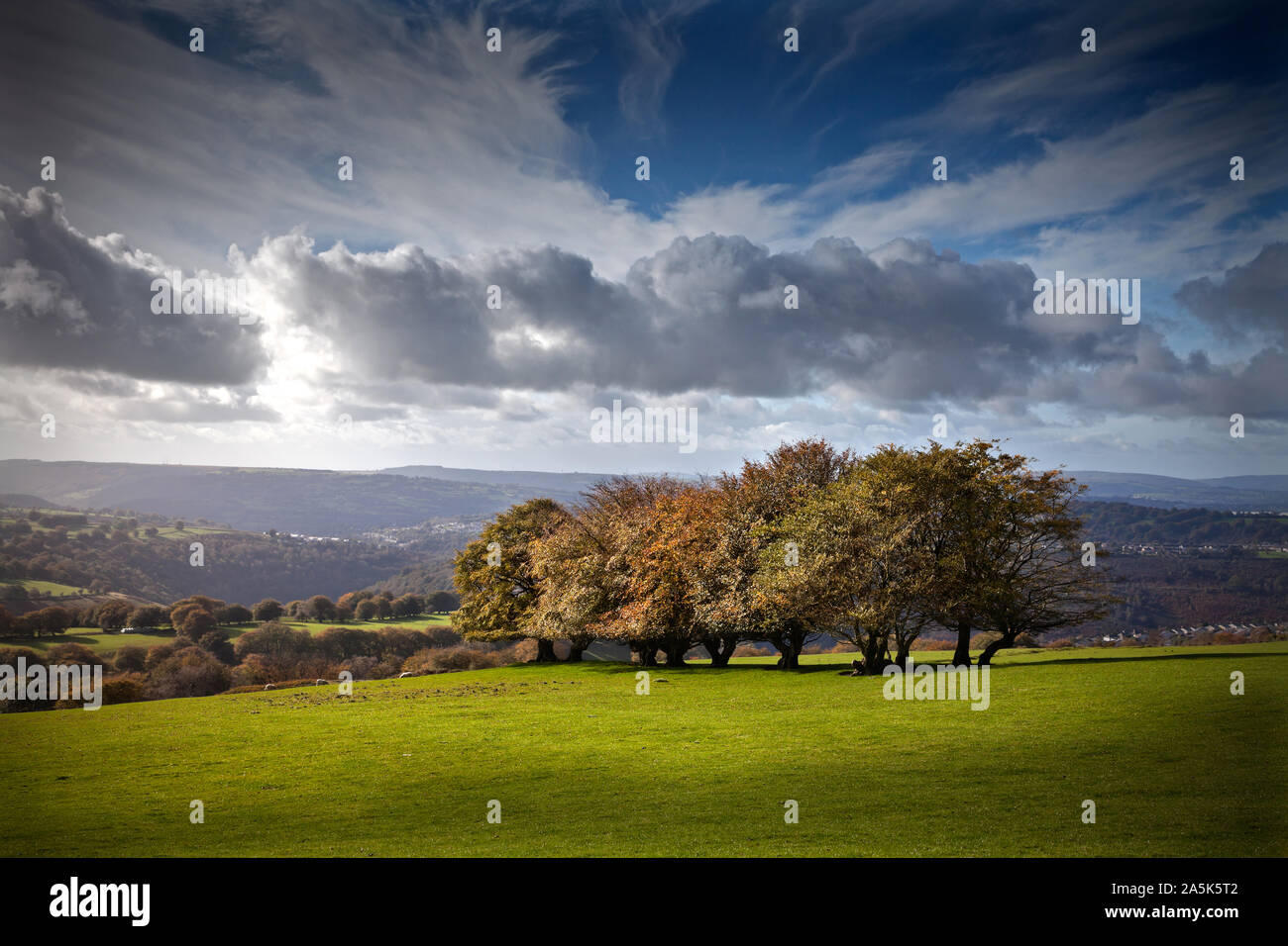 Piccolo gruppo di alberi in colore di autunno su una collina con drammatica sky Foto Stock