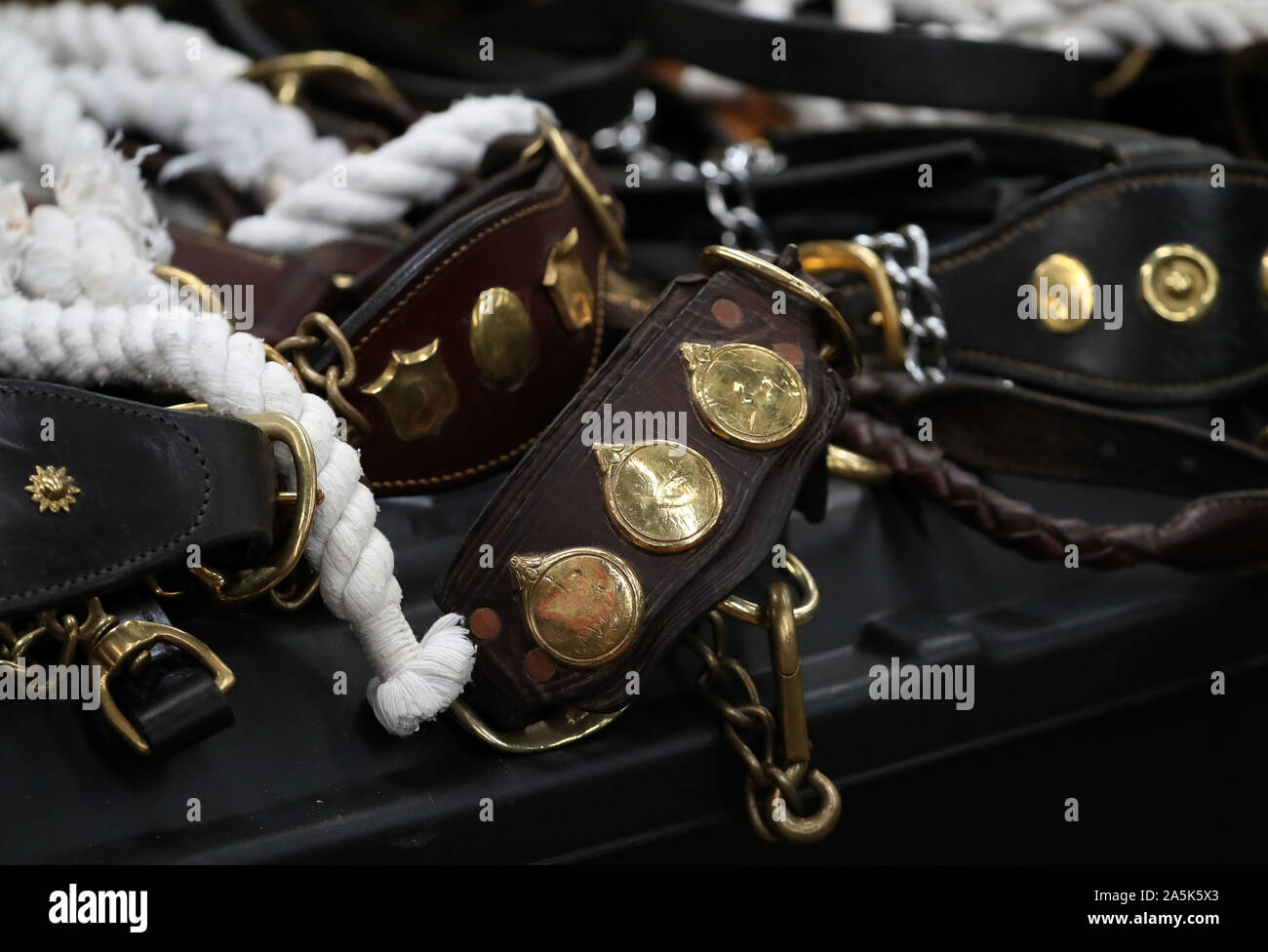 Cuoio bull show halters a Stirling bull vendite a Stirling centro agricolo. Foto di PA. Picture Data: lunedì 21 ottobre, 2019. Vedere PA storia animali tori. Foto di credito dovrebbe leggere: Andrew Milligan/PA FILO Foto Stock