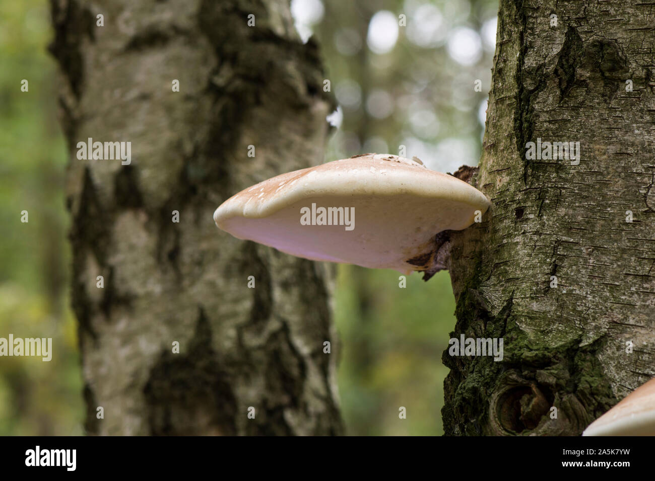 Birch Polypore, staffa di betulla, o un rasoio strop (Piptoporus betulinus) che cresce su un dead betulla. Paesi Bassi. Foto Stock