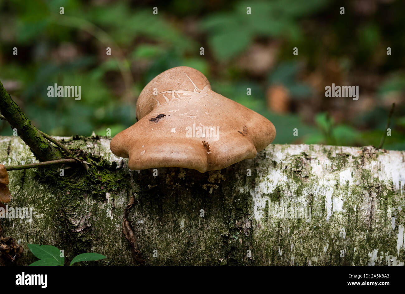 Birch Polypore, staffa di betulla, o un rasoio strop (Piptoporus betulinus) che cresce su un dead betulla. Paesi Bassi. Foto Stock