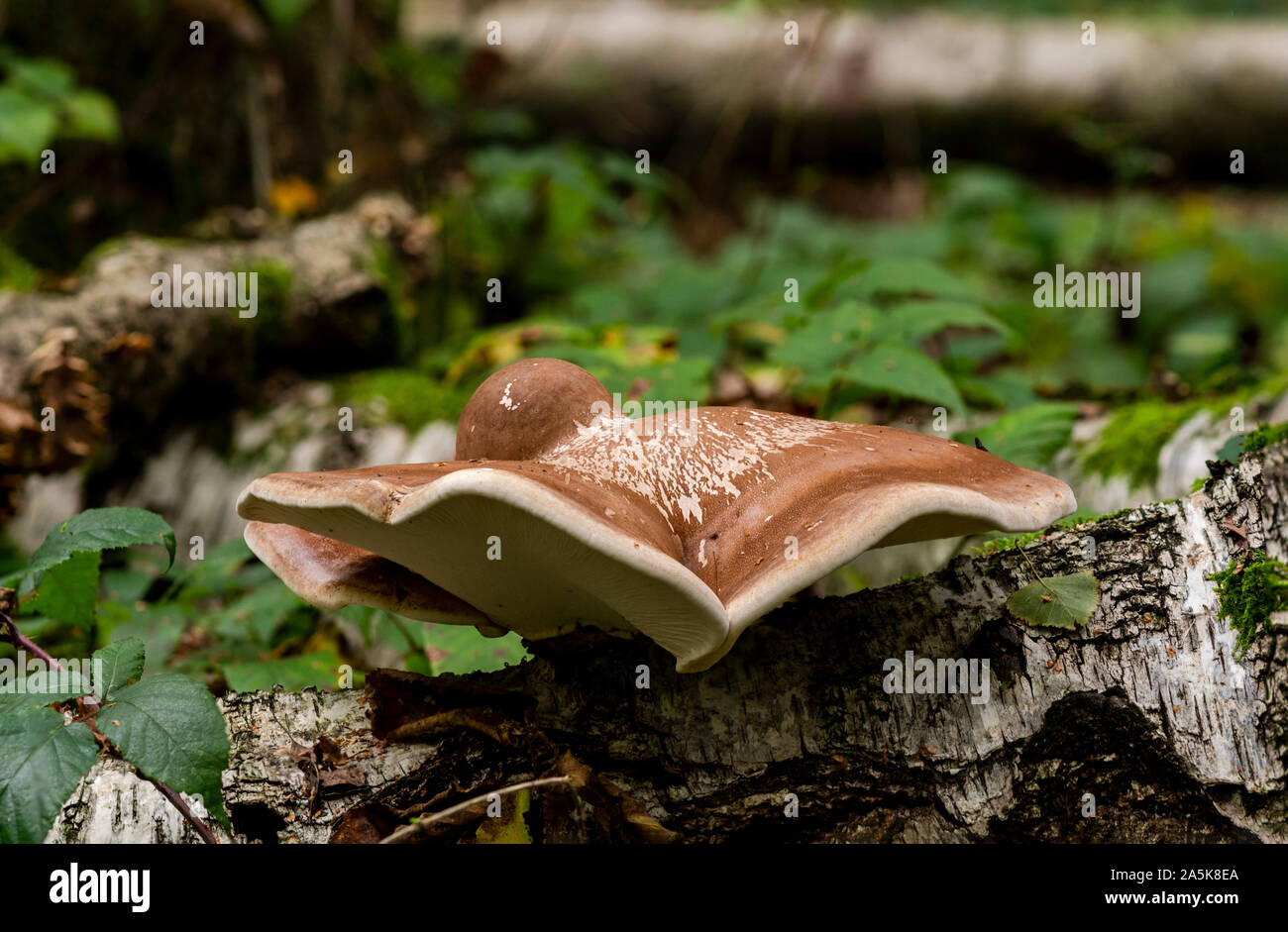 Birch Polypore, staffa di betulla, o un rasoio strop (Piptoporus betulinus) che cresce su un dead betulla. Paesi Bassi. Foto Stock