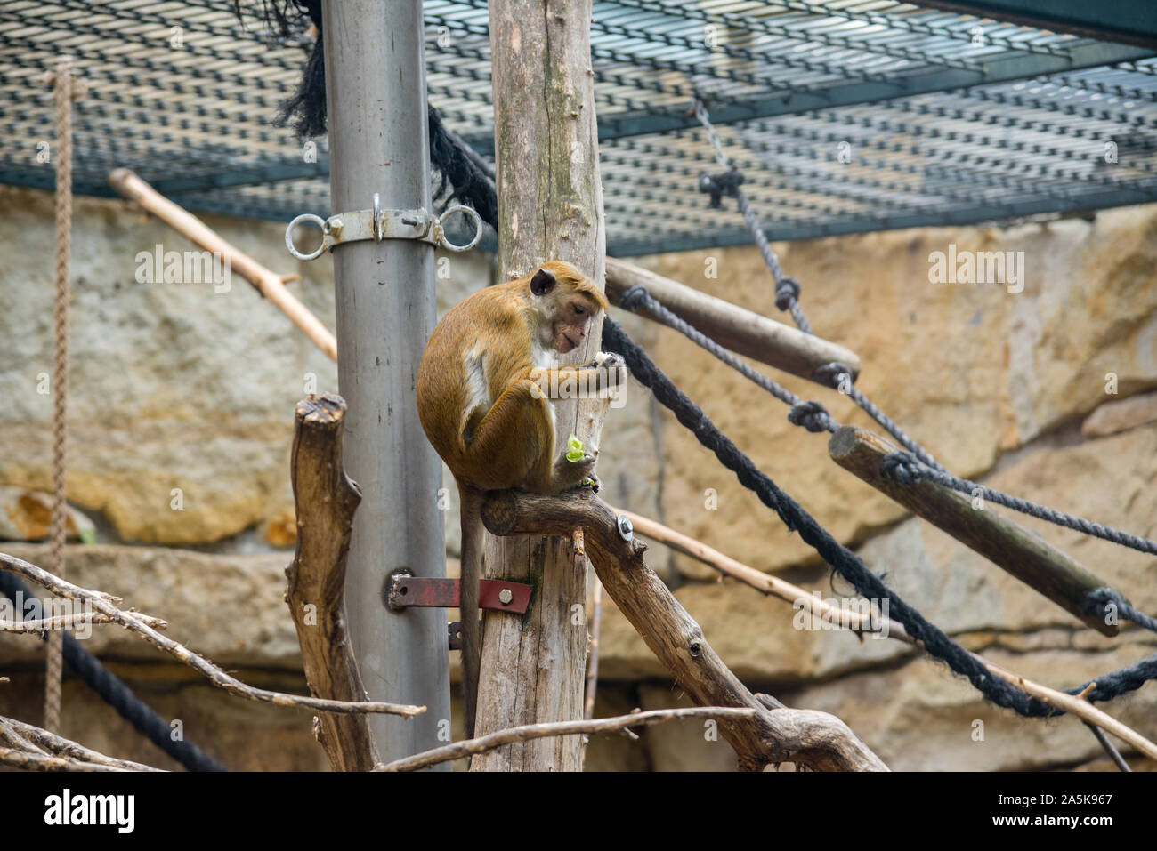 Carino monkey presso lo zoo di Berlino - Germania Foto Stock