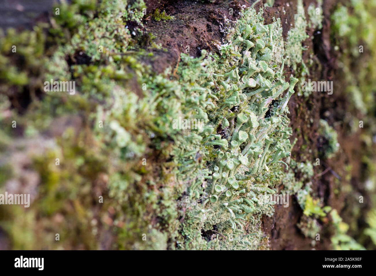 Tromba Lichen (Cladonia fimbriata) che cresce su un muro di pietra, Paesi Bassi. Foto Stock