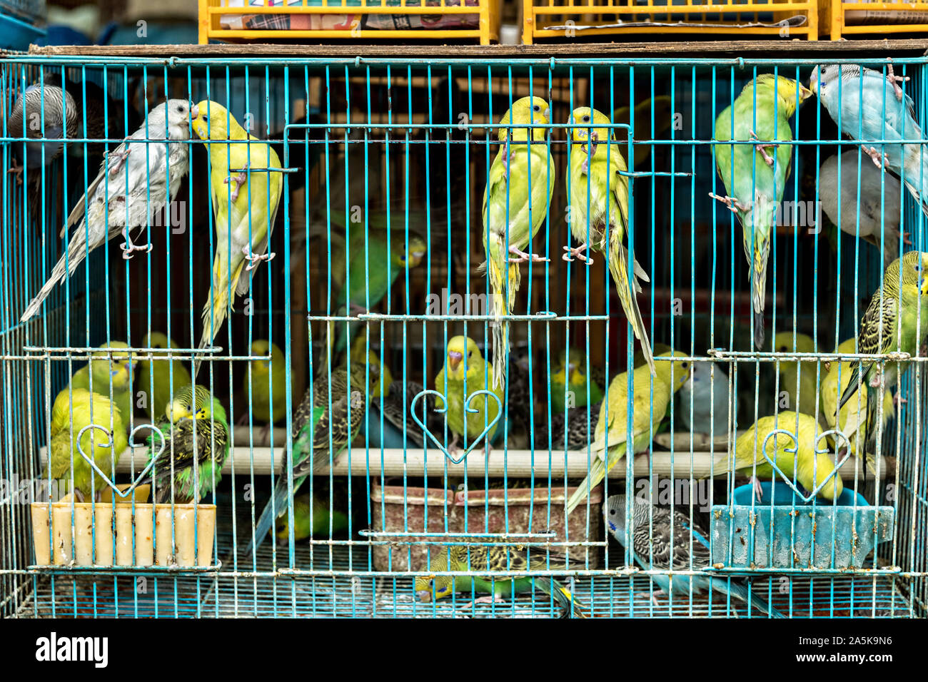 Cinese di uccelli canori in gabbie di bambù in vendita presso il Po Yuen Street Bird Garden di Mong Kok, Kowloon, Hong Kong. Foto Stock