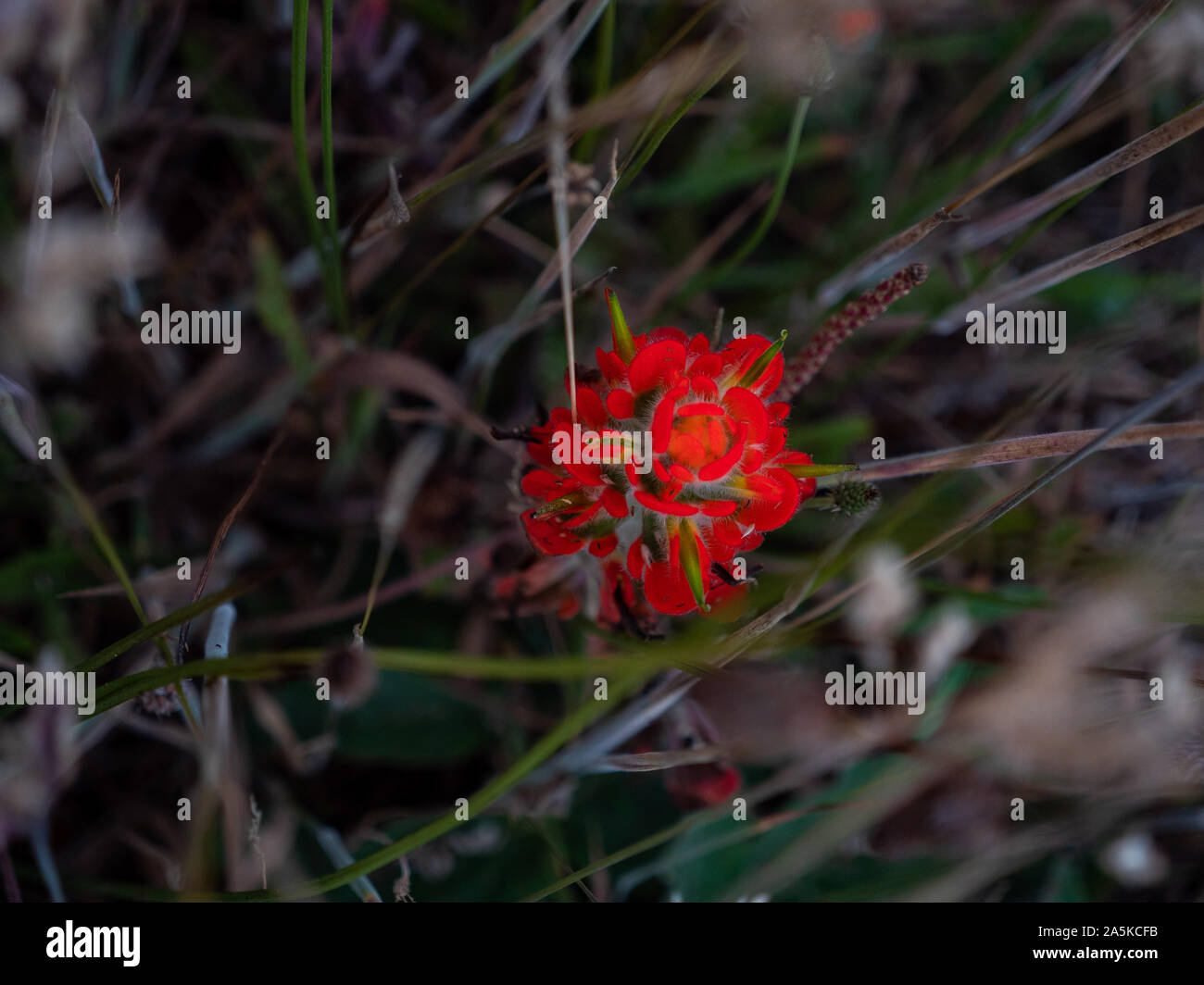 Dettaglio del rosso fiore costiero circondato da erbe Foto Stock