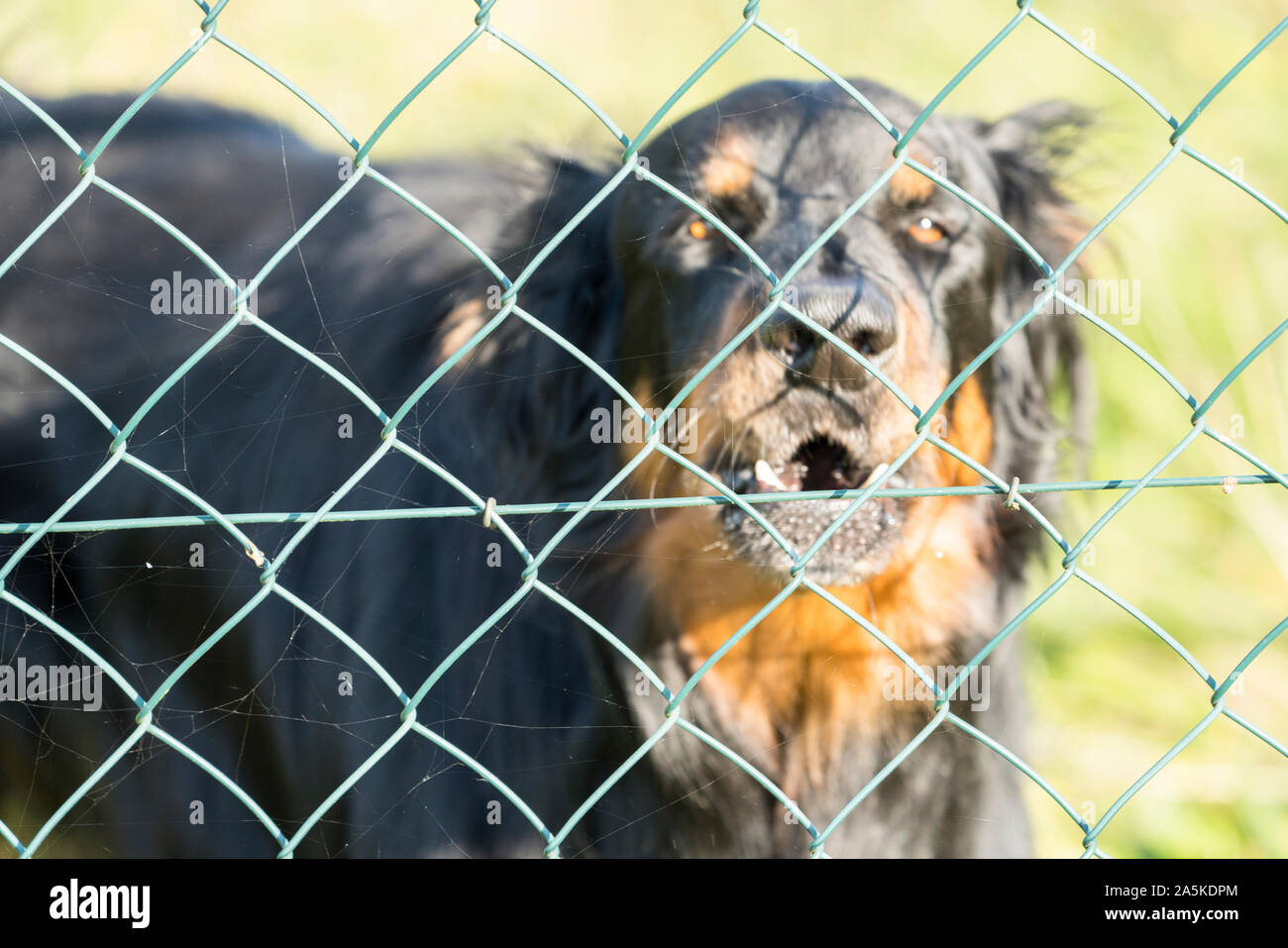 Un watchdog dietro una catena collegamento recinto, Germania, Europa Foto Stock