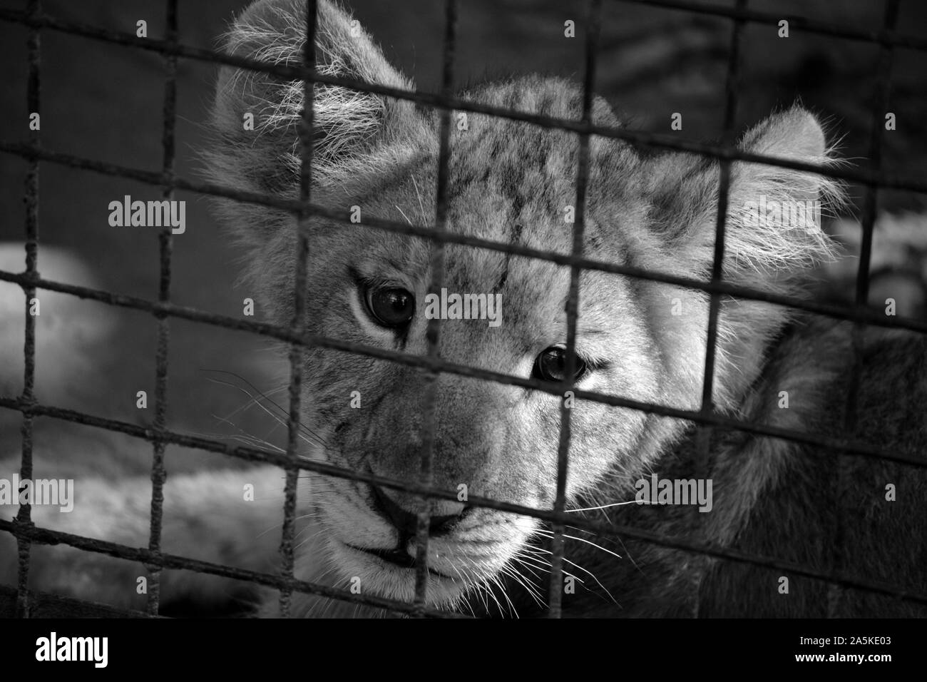 Lion Cub Caged Foto Stock