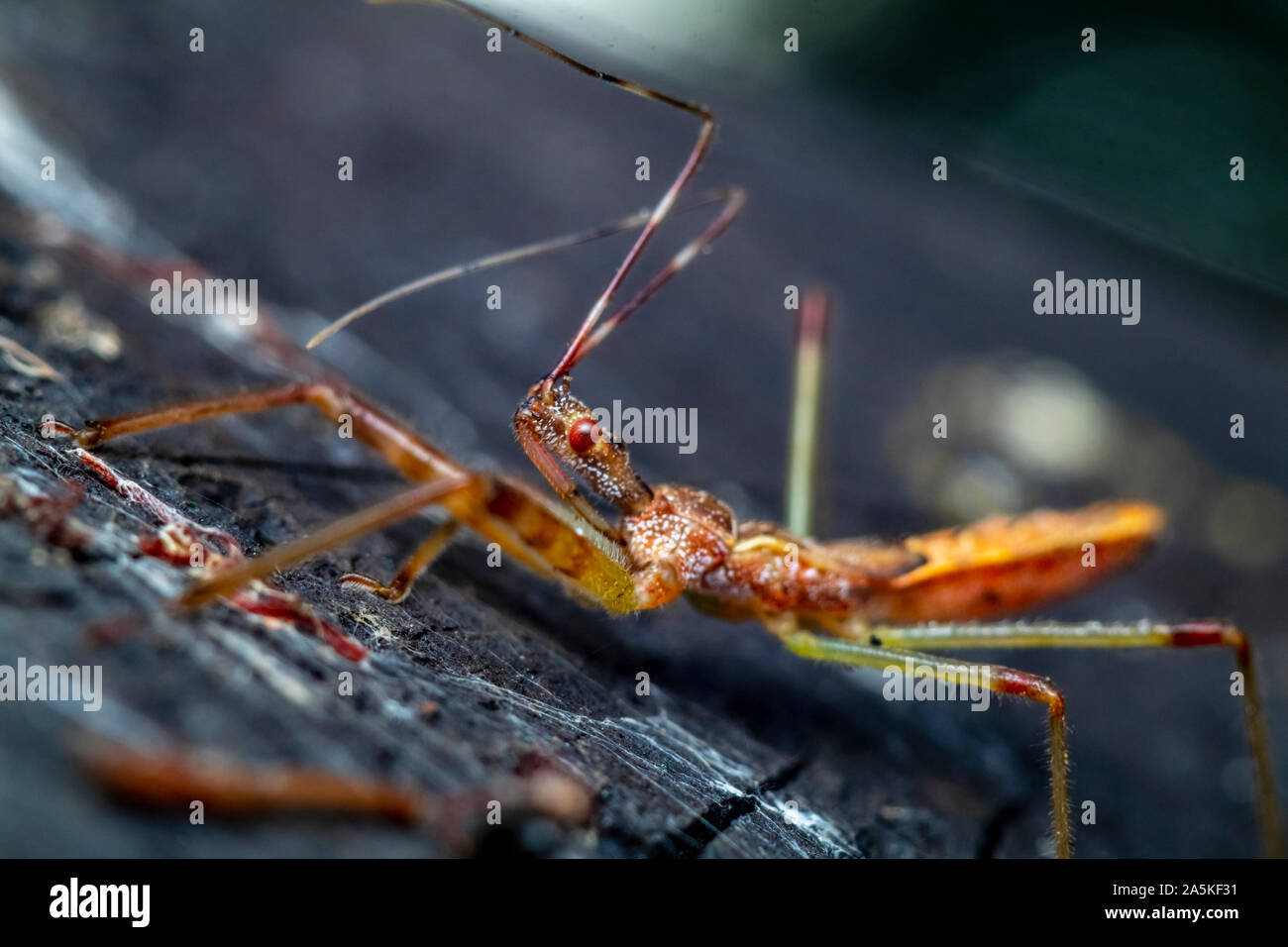 Foto macro di un colorato assassin bug (foto è stata scattata in una riserva naturale nel nord di Israele Foto Stock