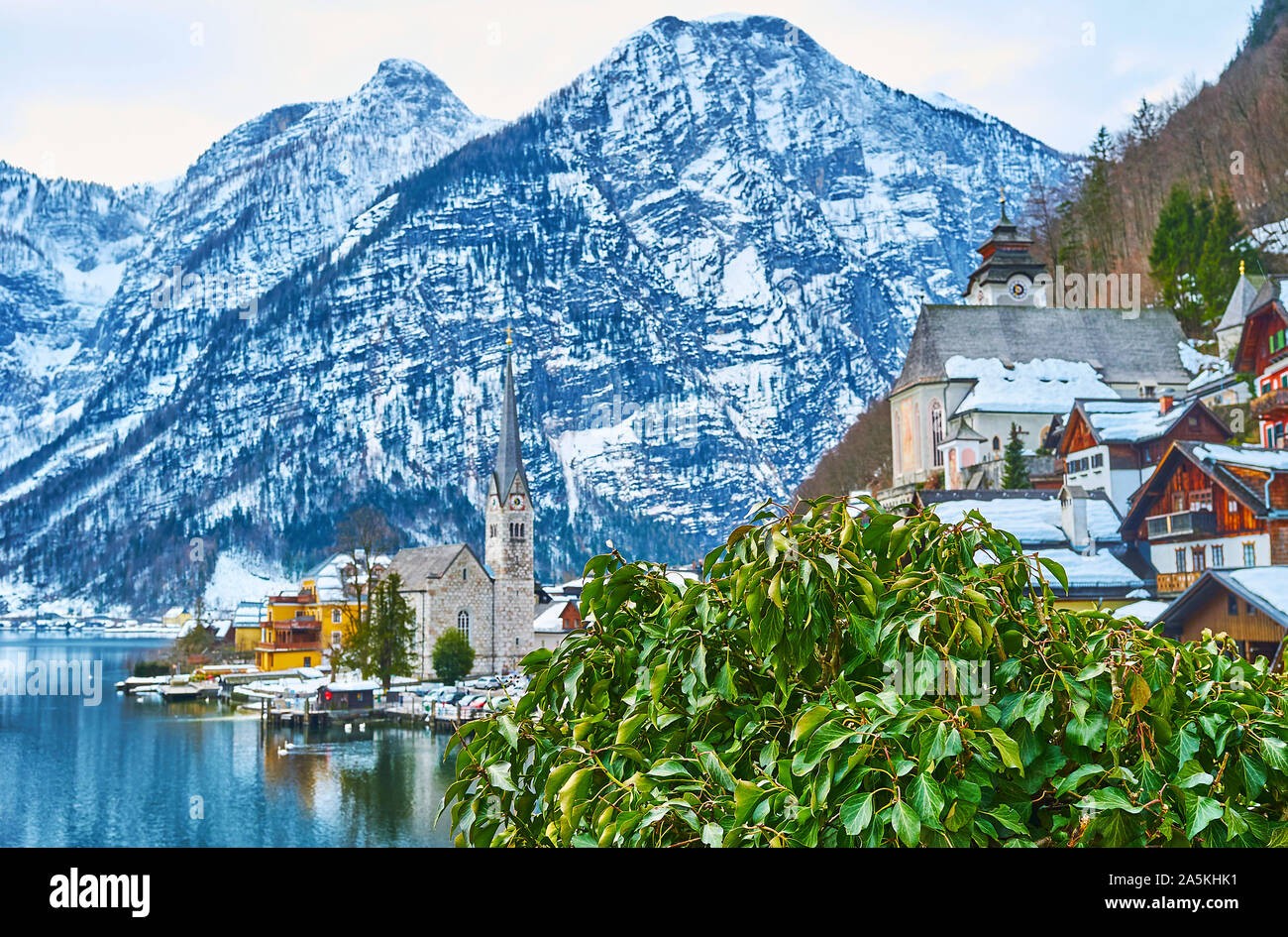 La vista in inverno le montagne del Dachstein e lago Hallstattersee attraverso la lussureggiante arbusto sempreverde in primo piano, Halltatt, Salzkammergut, Austria Foto Stock