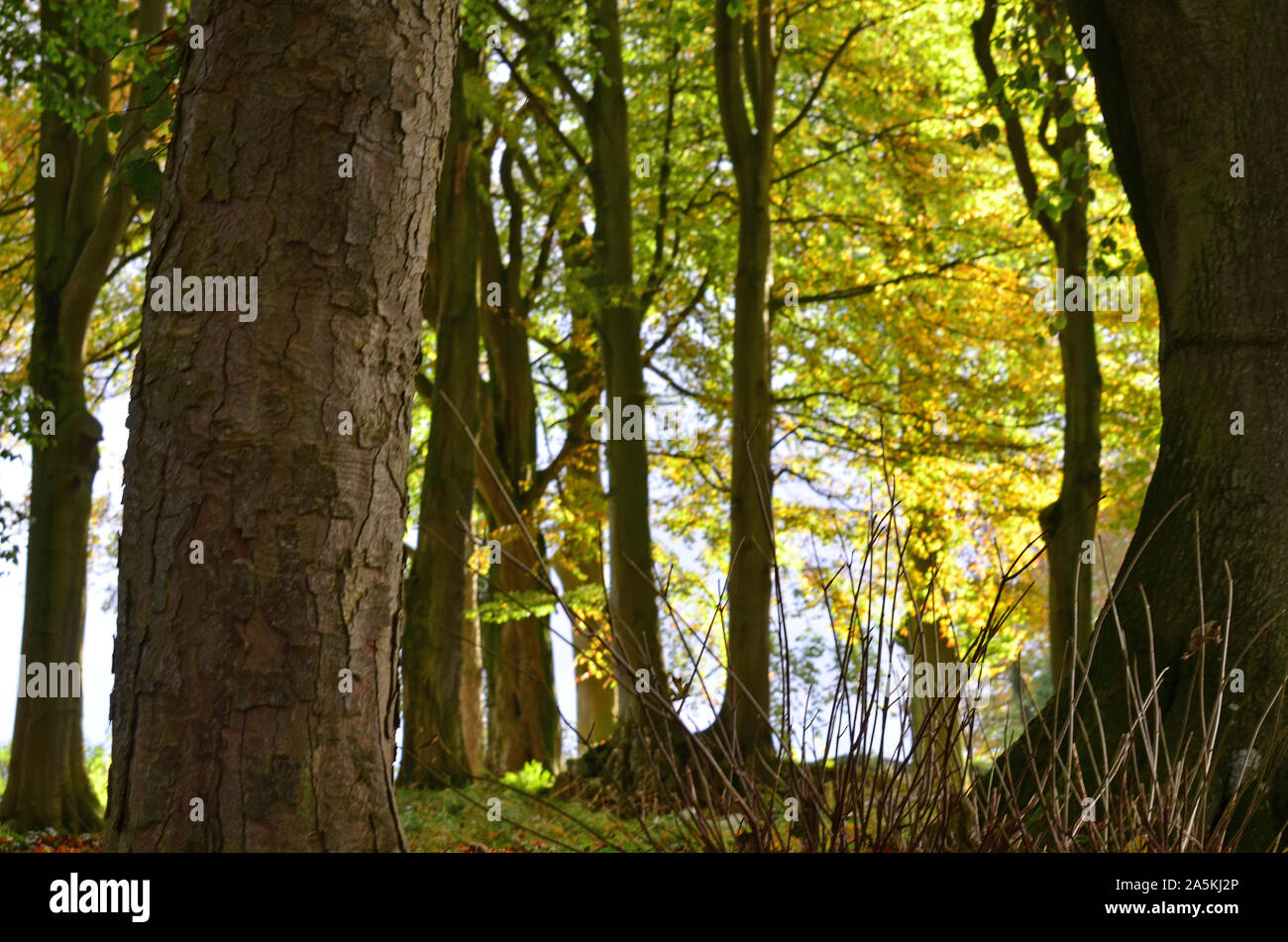 Autunno scena, sunshine su foglie e alberi, grande Ormside, Cumbria Foto Stock