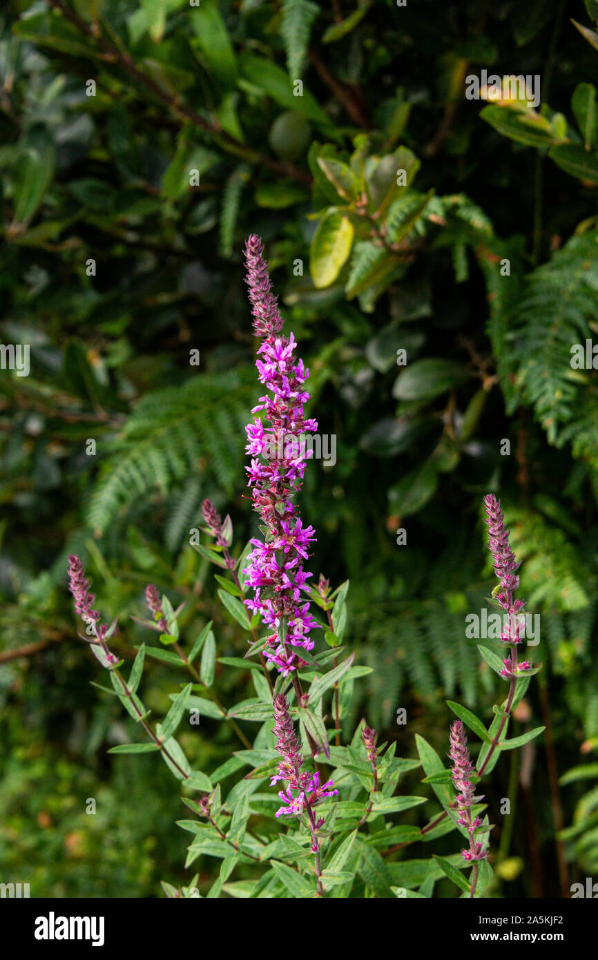 Purple loosestrife (Lythrum salicaria) in fiore Foto Stock